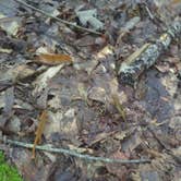 Review photo of Thunder Swamp Trailhead by Jason R., July 19, 2025