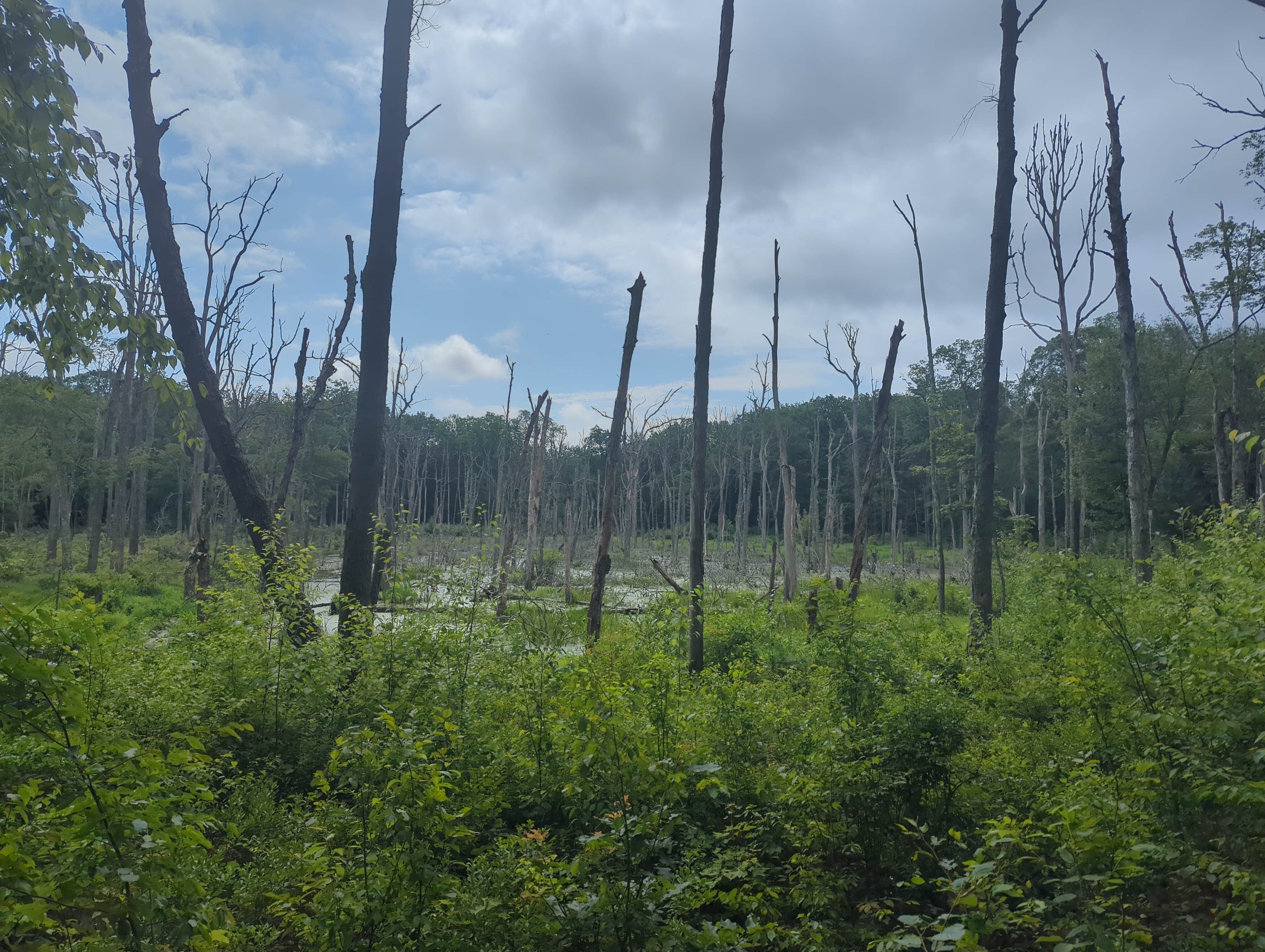 Camper-submitted photo at Thunder Swamp Trailhead near Tobyhanna, PA