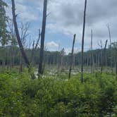 Review photo of Thunder Swamp Trailhead by Jason R., July 19, 2025
