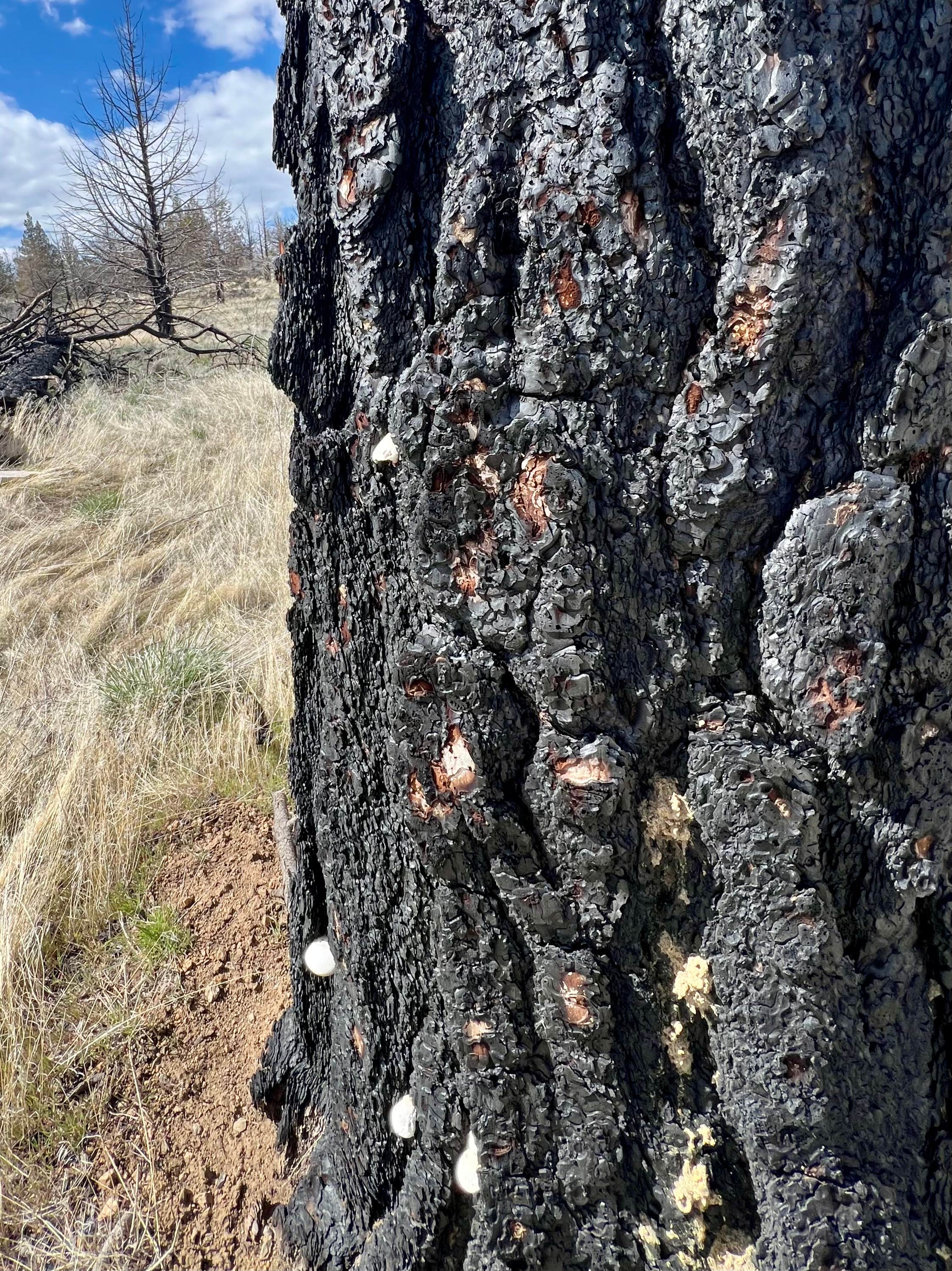 Camper-submitted photo at Tickner Rd near Tulelake, CA