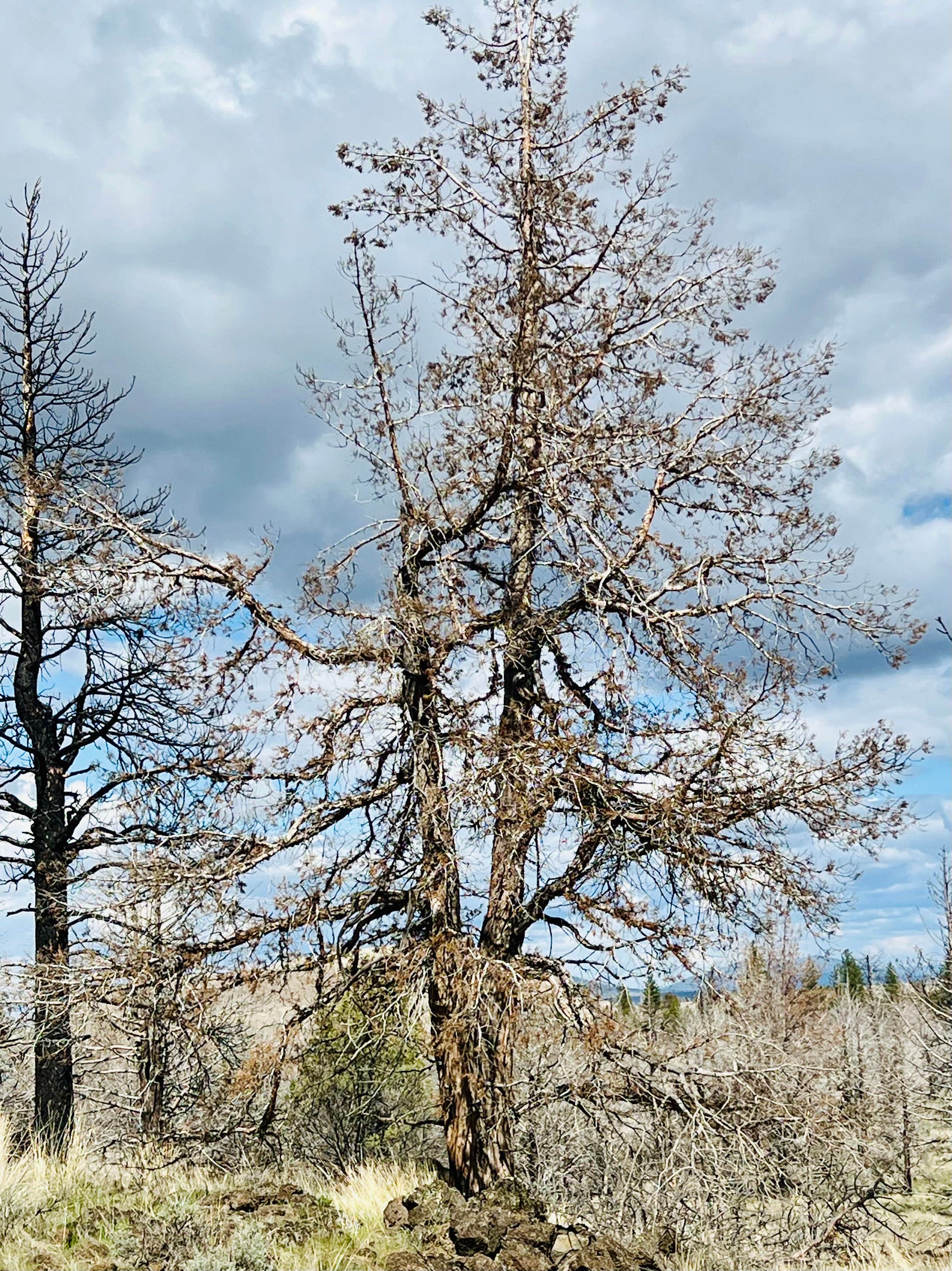 Camper-submitted photo at Tickner Rd near Tulelake, CA