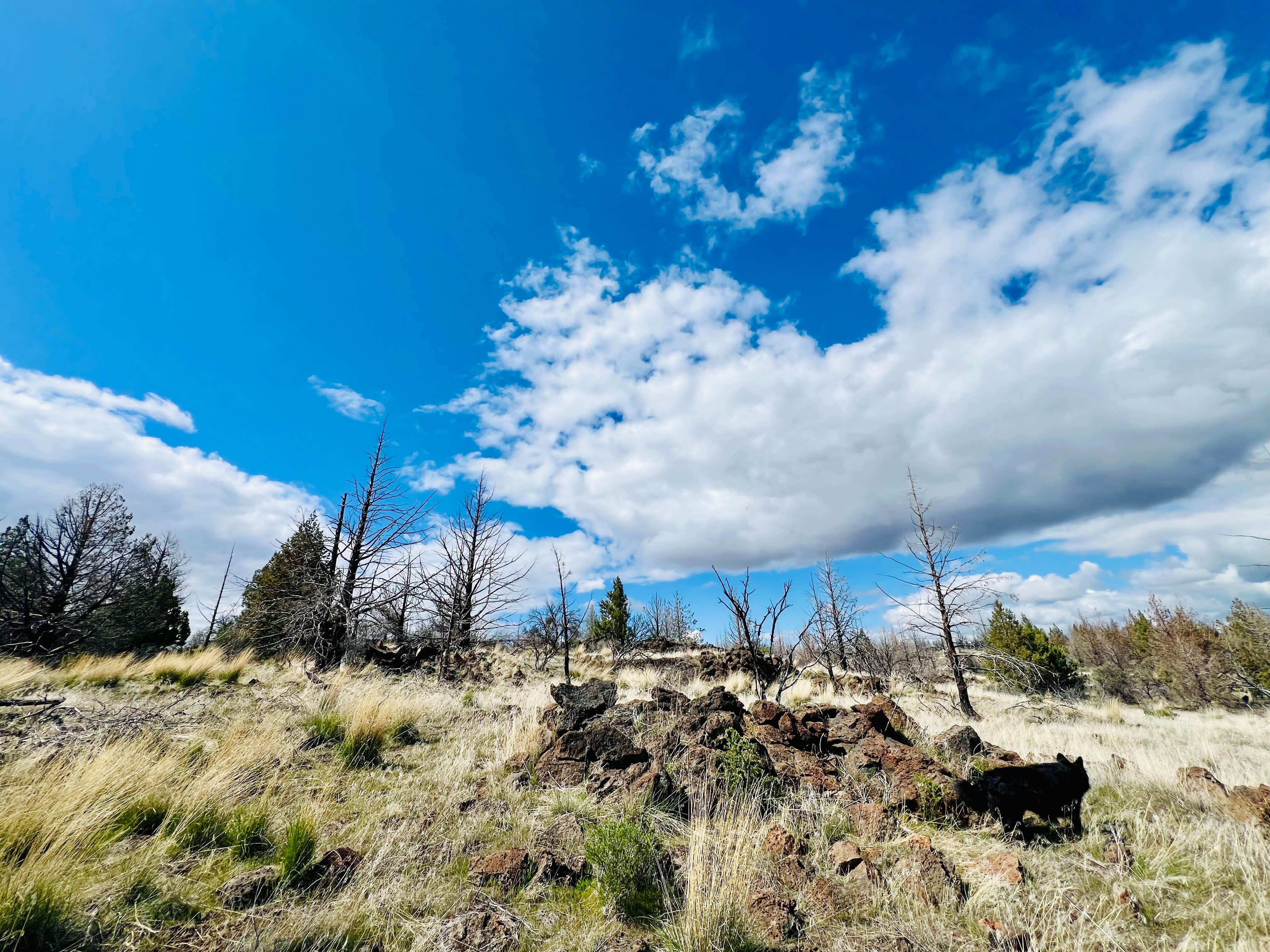 Jayne N.'s photo of a dispersed camping area at Tickner Rd near Klamath Falls, OR