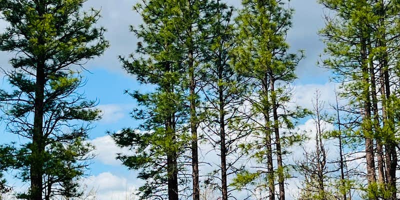 Camper submitted image from Tickner Rd