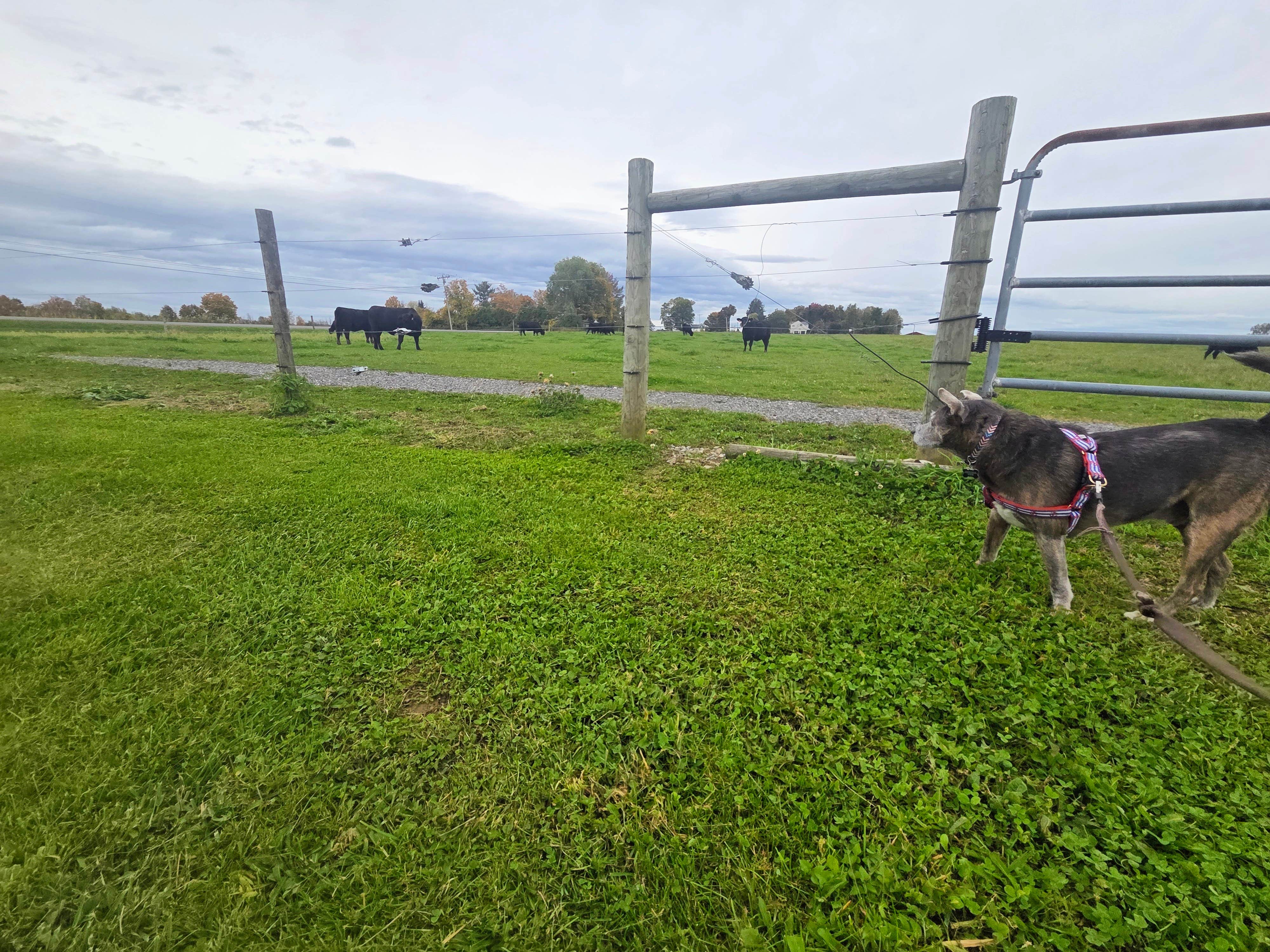 Thomas B.'s photo of camping with pets at Tilden Hill Farm near DeRuyter, NY