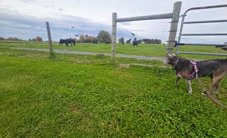 Thomas B.'s photo of camping with pets at Tilden Hill Farm near Remsen, NY