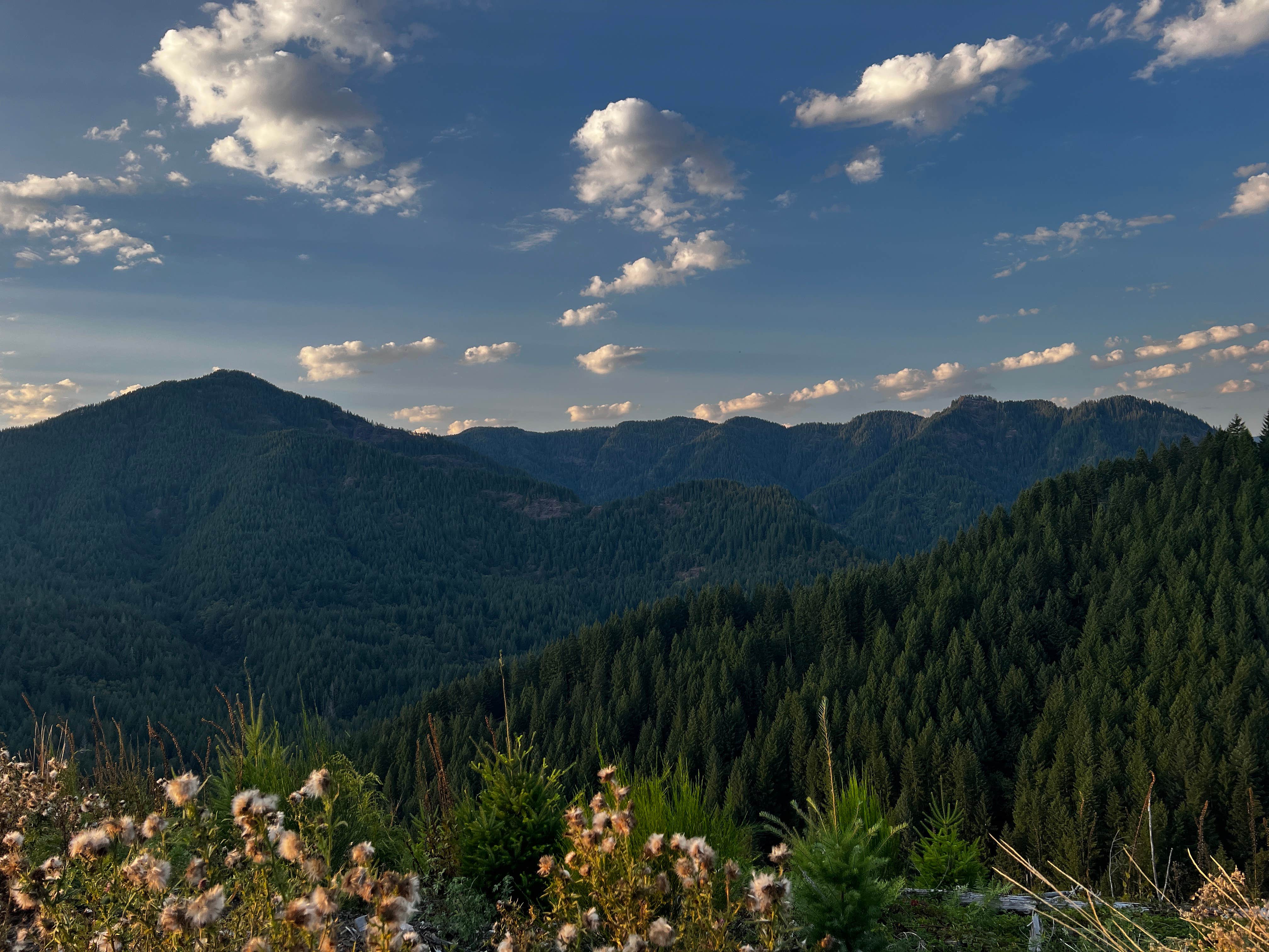 Ansley P.'s photo of a dispersed camping area at Tillamook State Forest Dispersed Camping in Oregon