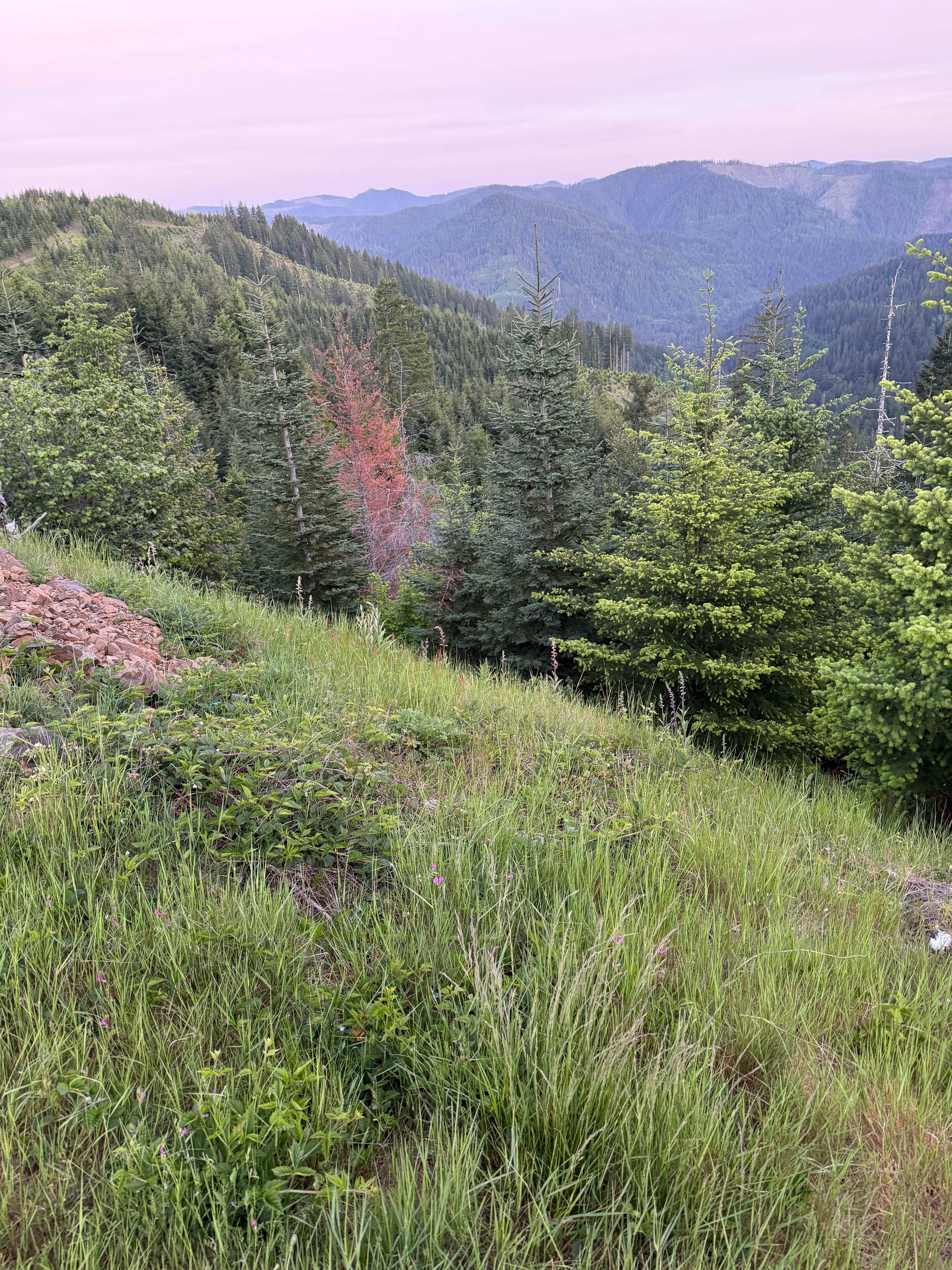 Camper-submitted photo at Tillamook State Forest Dispersed Camping near Timber, OR