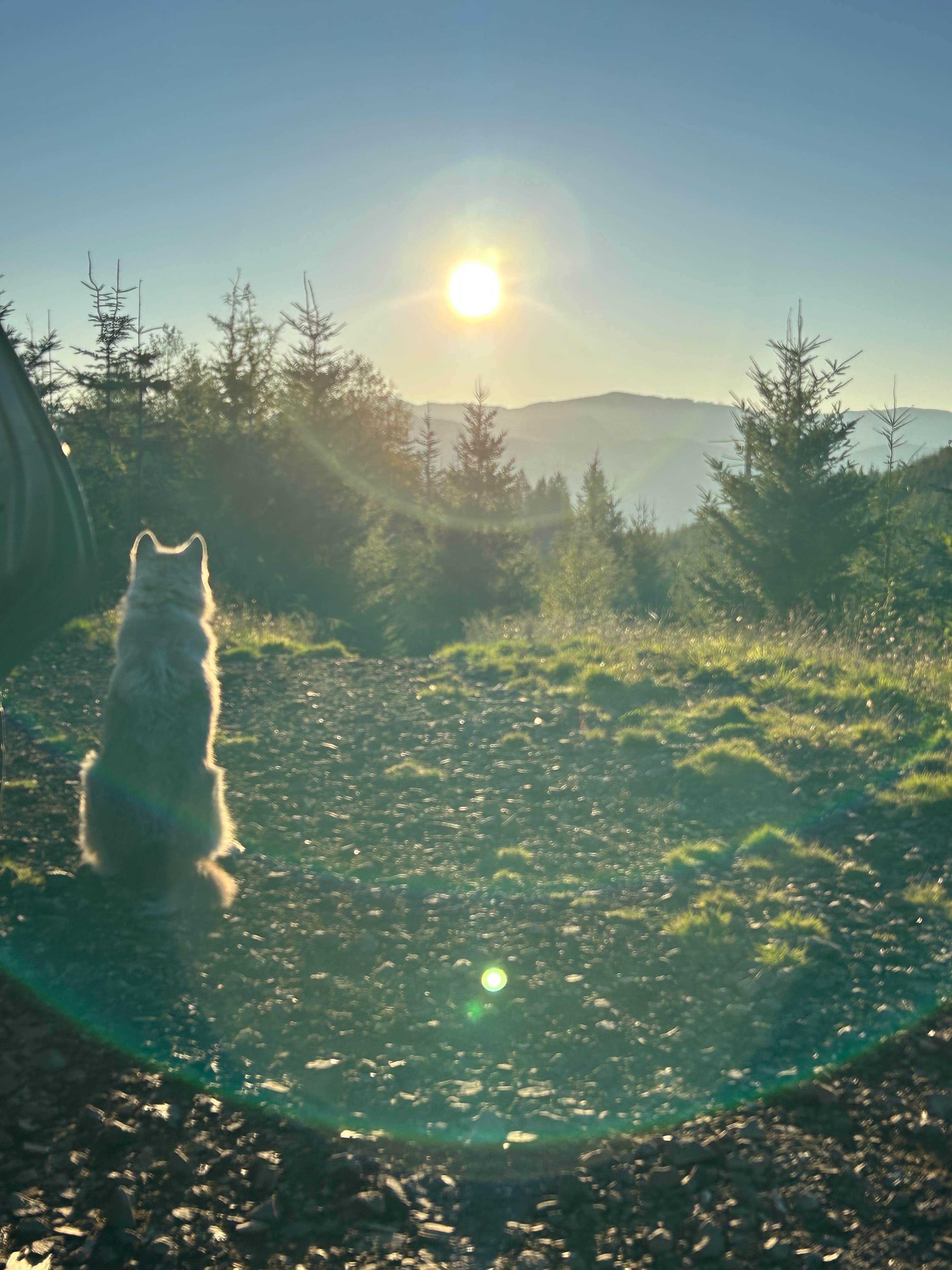 Samantha D.'s photo of a dispersed camping area at Tillamook State Forest Dispersed Camping near Hillsboro, OR