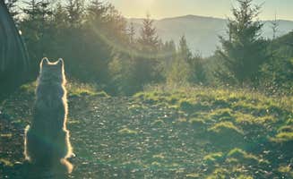 Samantha D.'s photo of a dispersed camping area at Tillamook State Forest Dispersed Camping near Seaside, OR