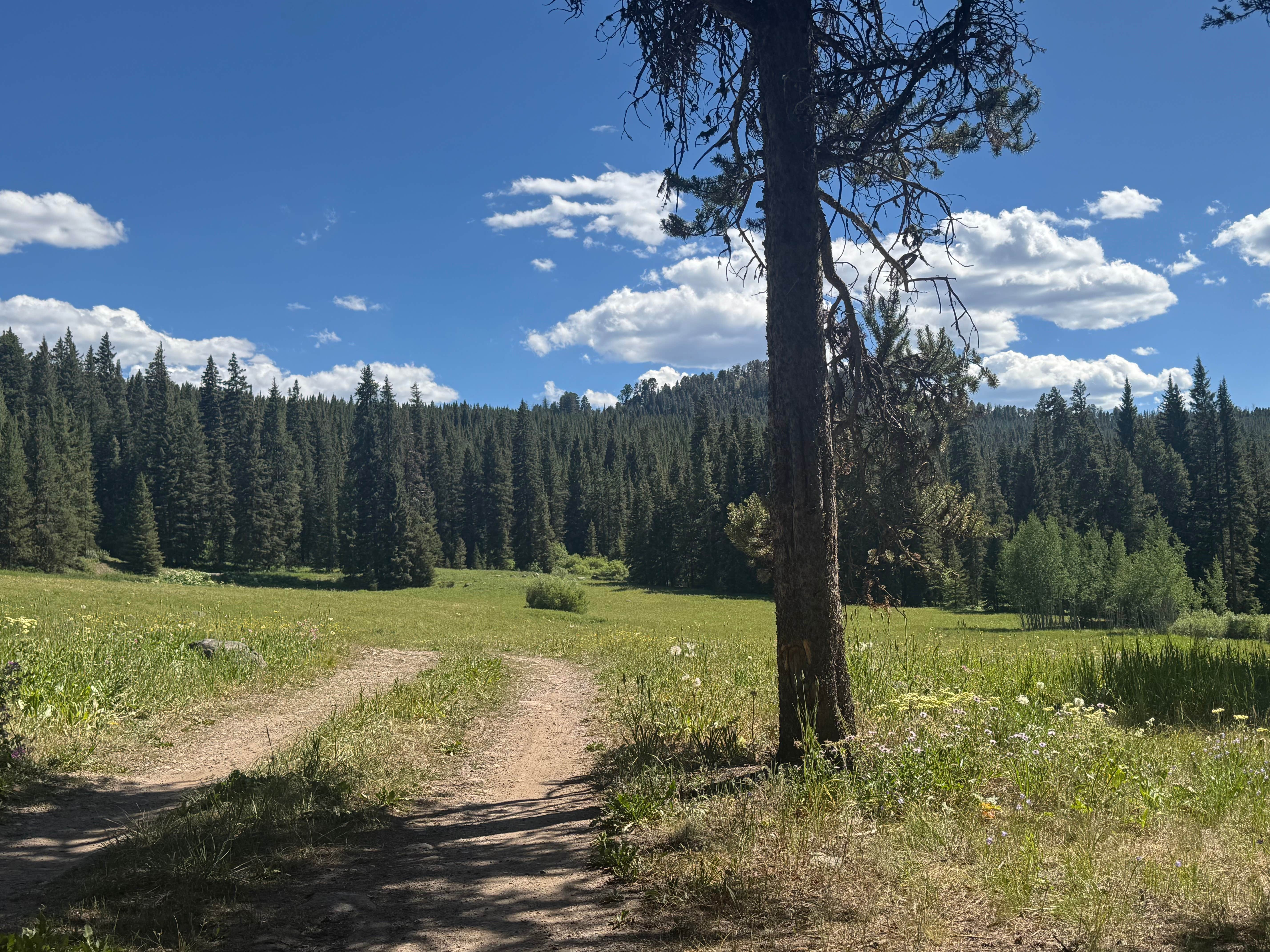 Camper submitted image from Timber Camp Campground - 1