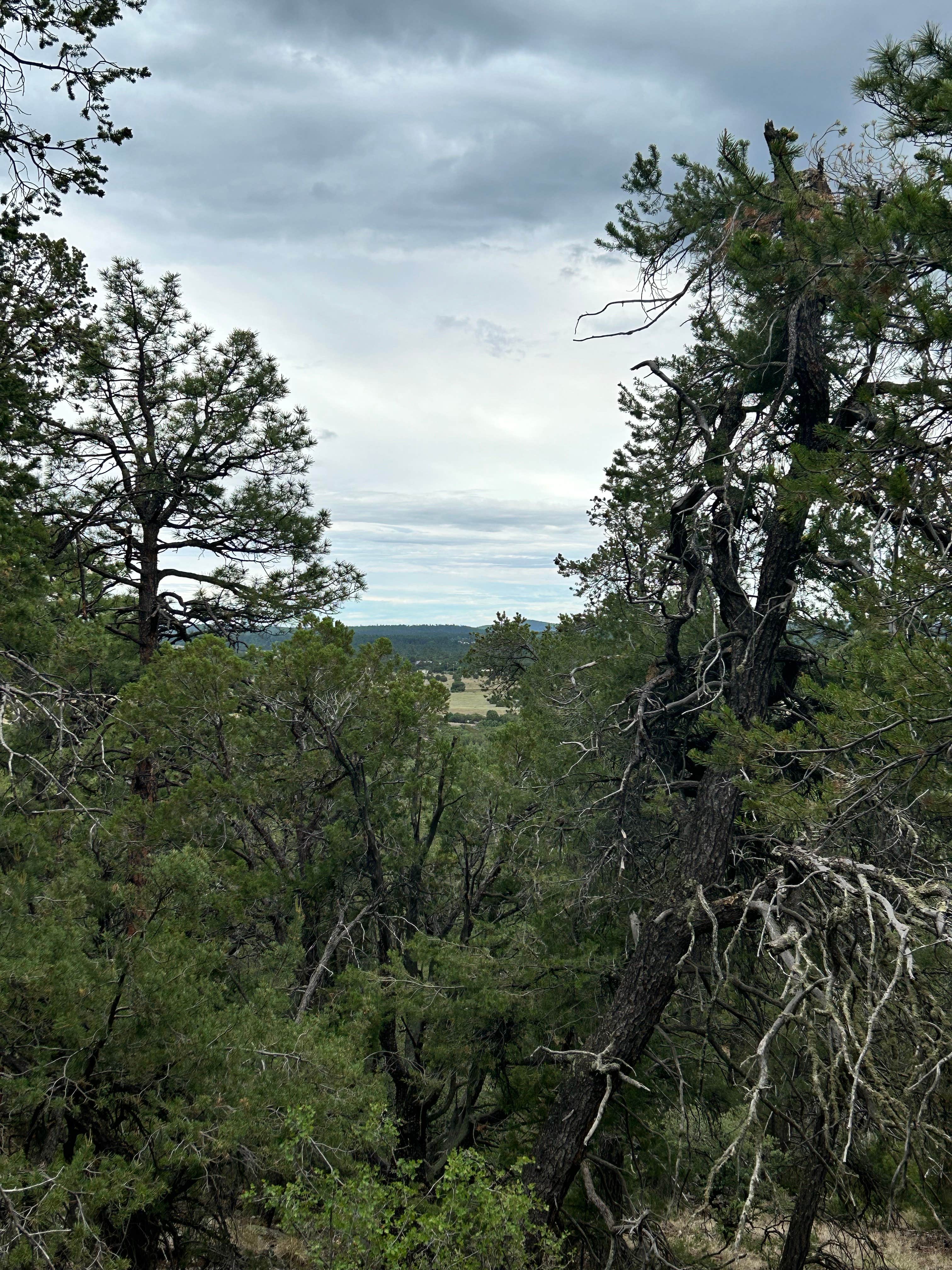 Camper-submitted photo at Timber Mesa Trailhead near Whiteriver, AZ