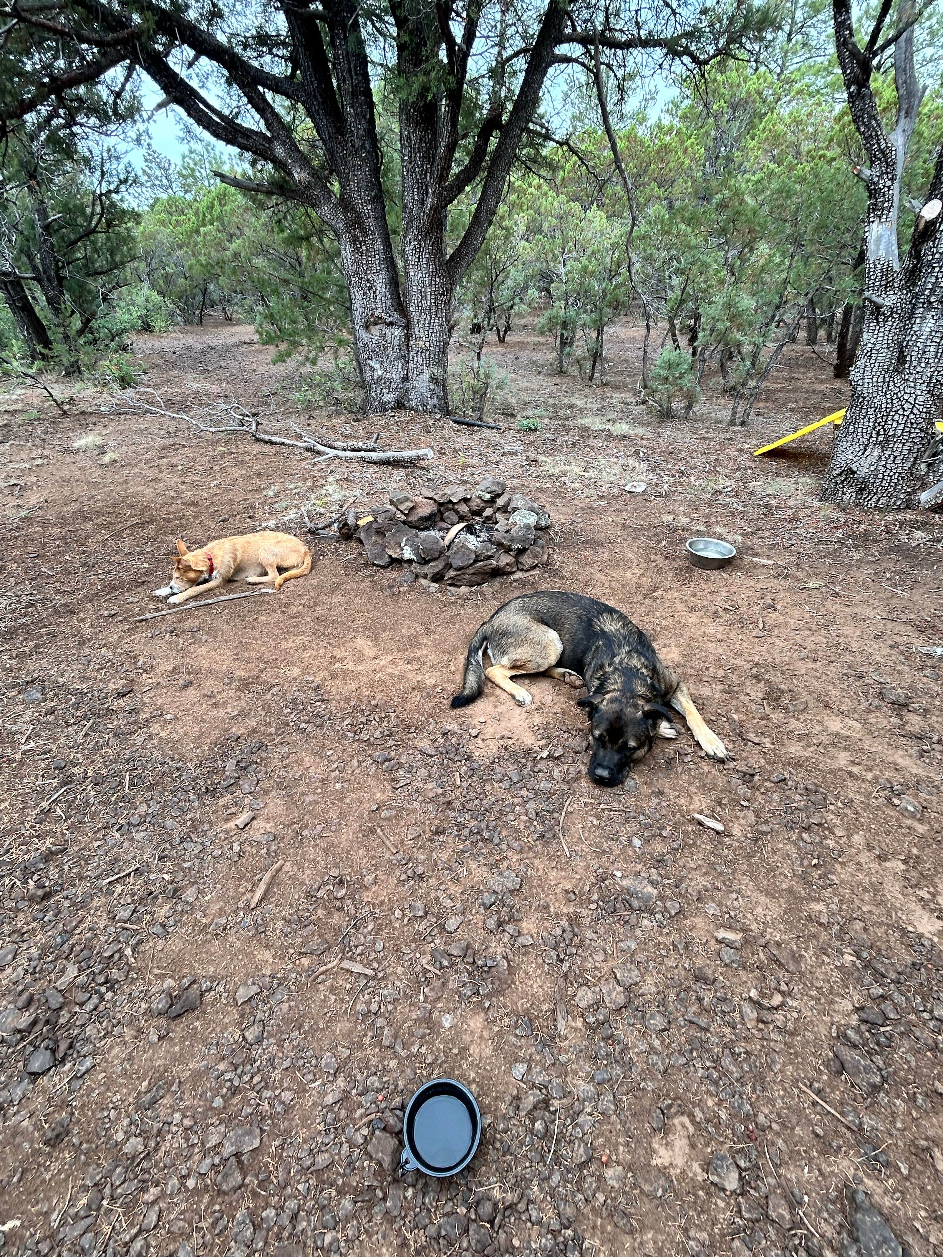 Robert H.'s photo of camping with pets at Timber Mesa Trailhead near Show Low, AZ