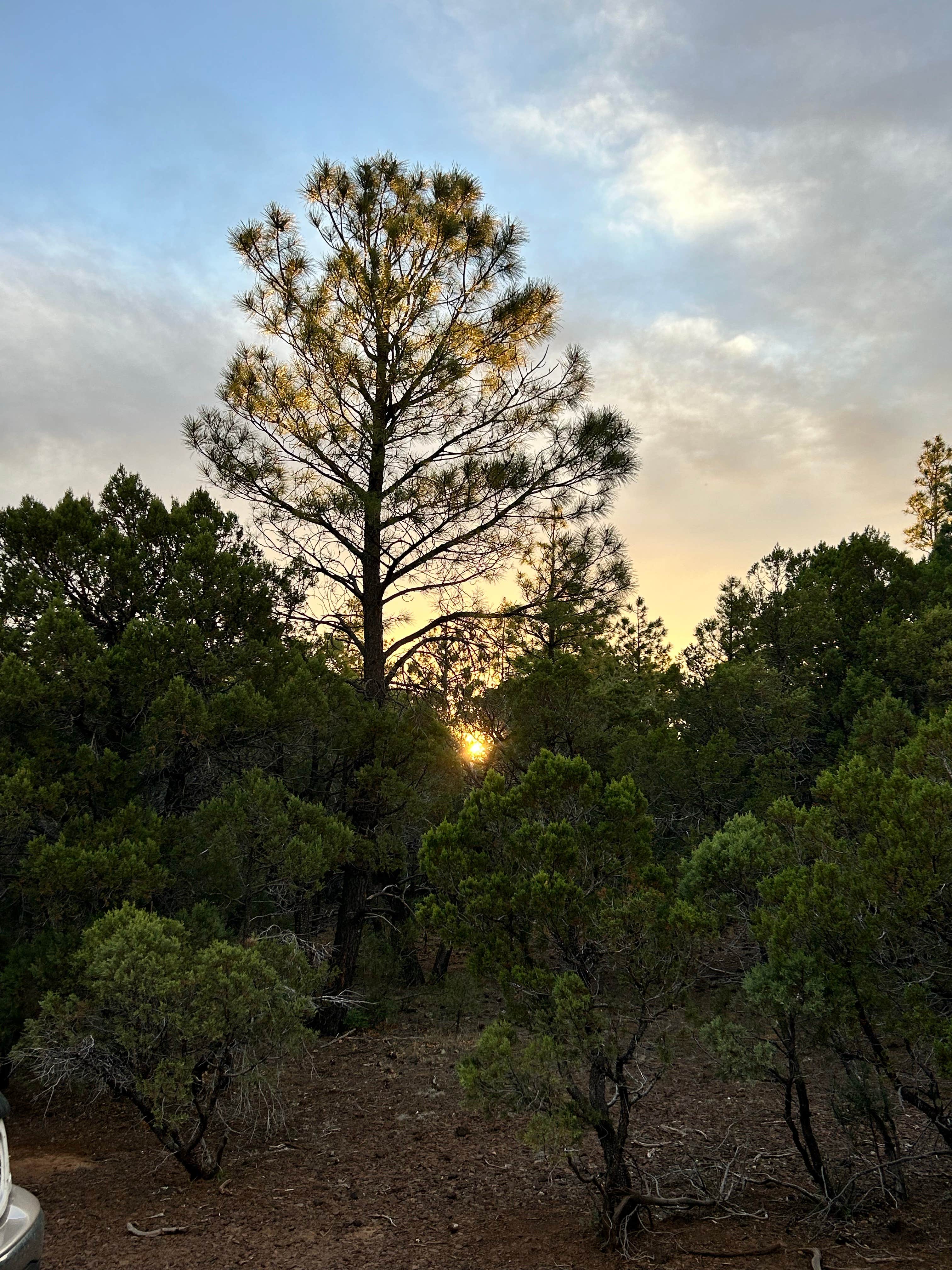Camper-submitted photo at Timber Mesa Trailhead near Whiteriver, AZ