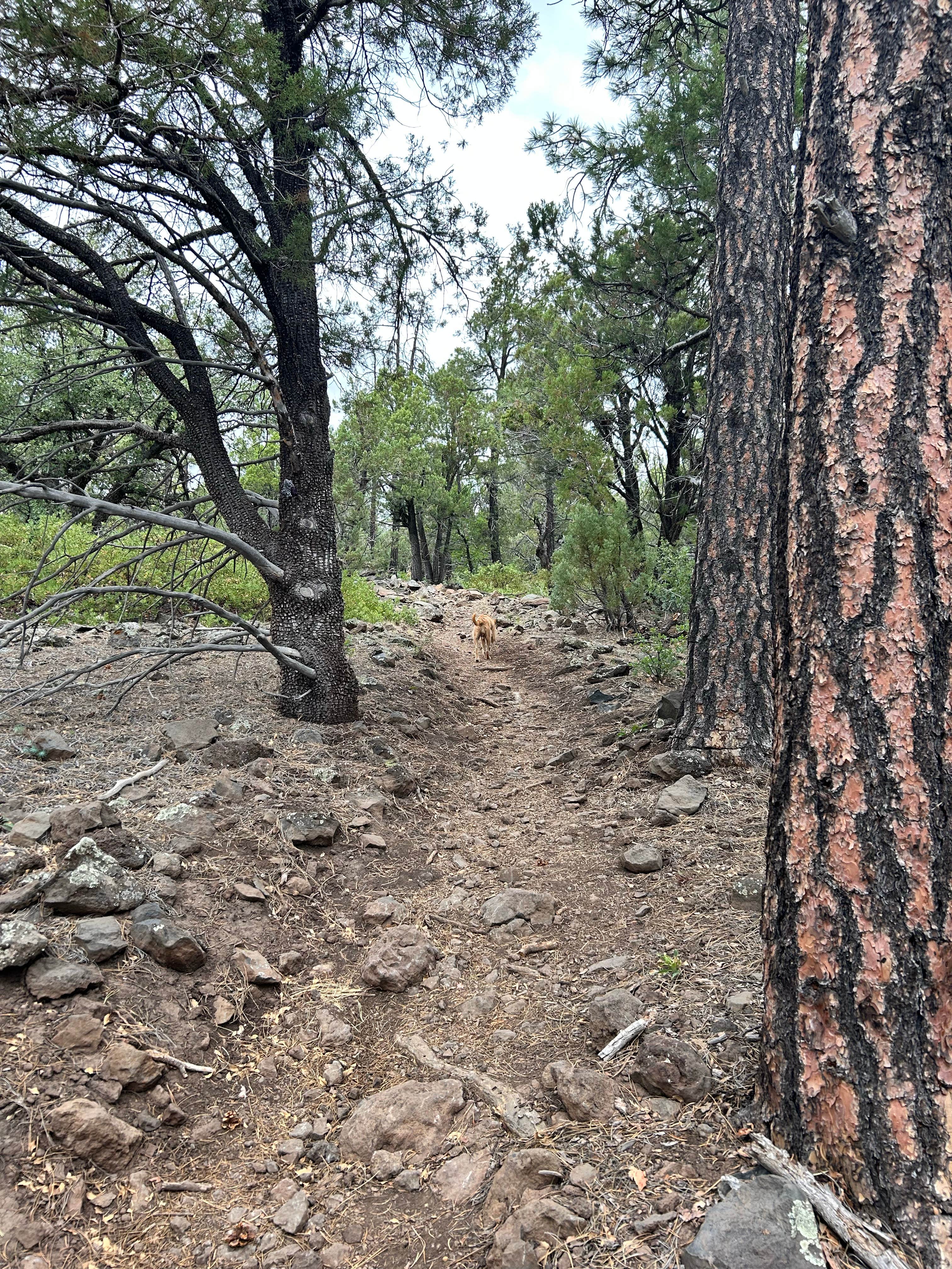 Robert H.'s photo of camping with pets at Timber Mesa Trailhead near Show Low, AZ