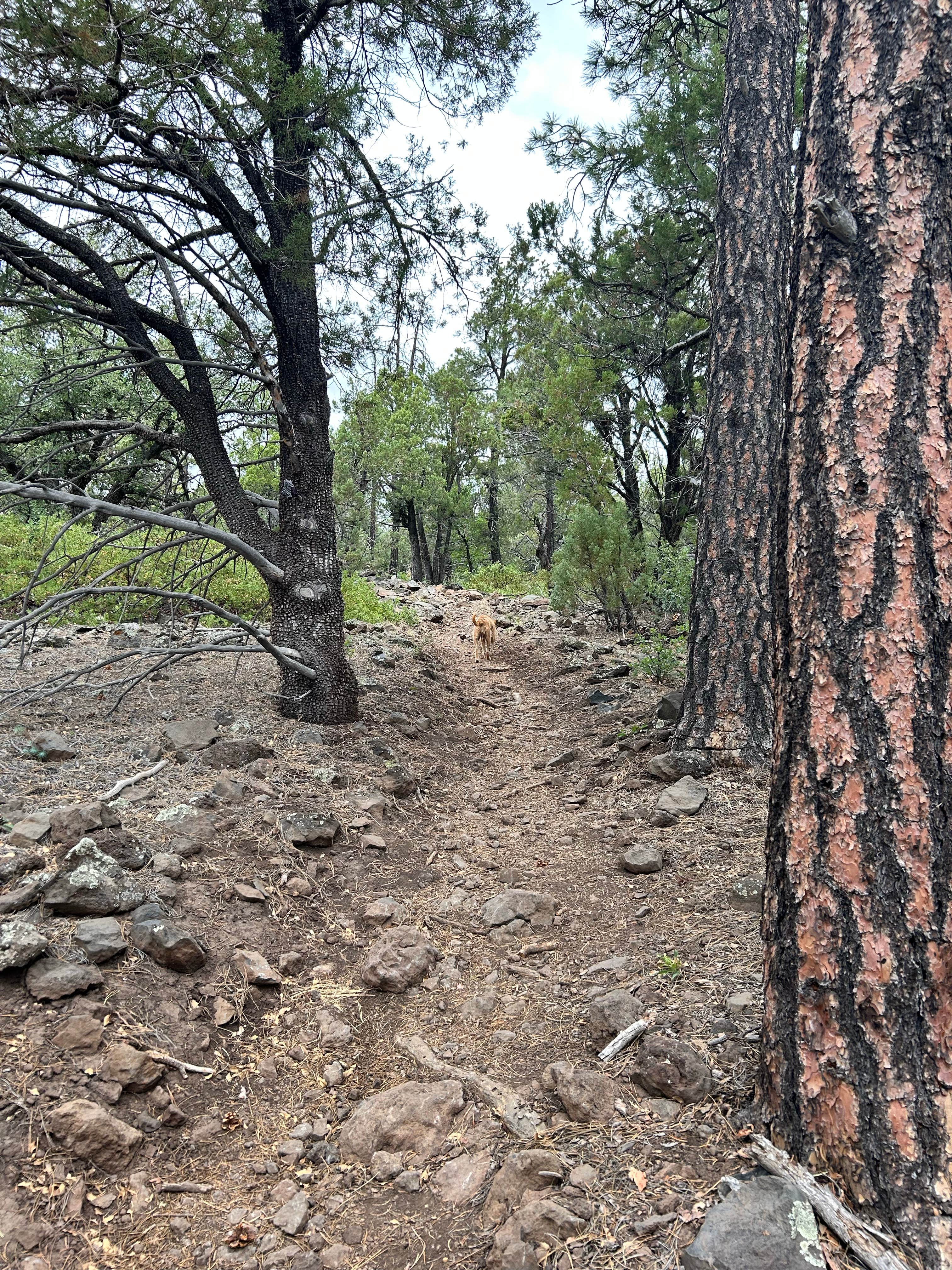 Camper submitted image from Timber Mesa Trailhead - 3