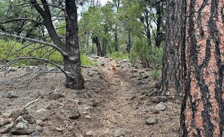 Robert H.'s photo of camping with pets at Timber Mesa Trailhead near Apache-Sitgreaves National Forest