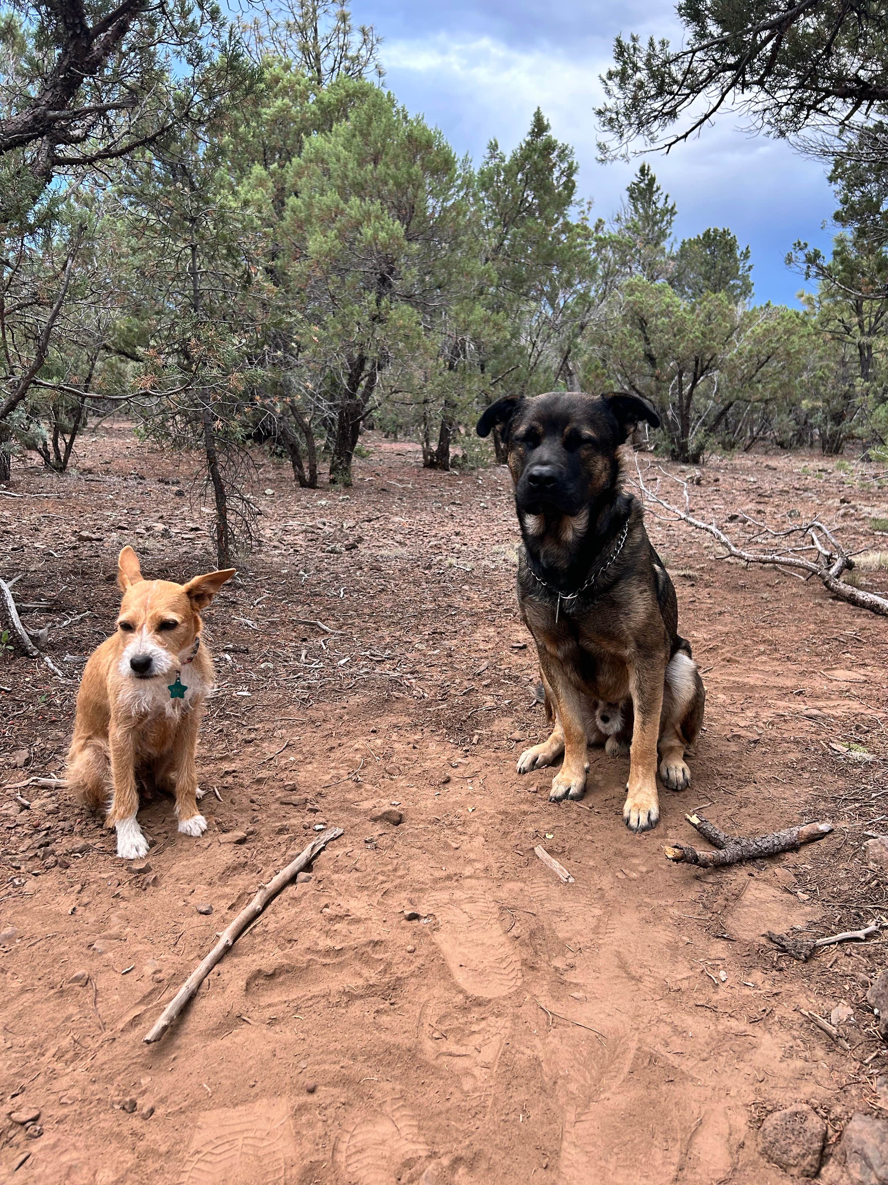 Robert H.'s photo of camping with pets at Timber Mesa Trailhead near Show Low, AZ