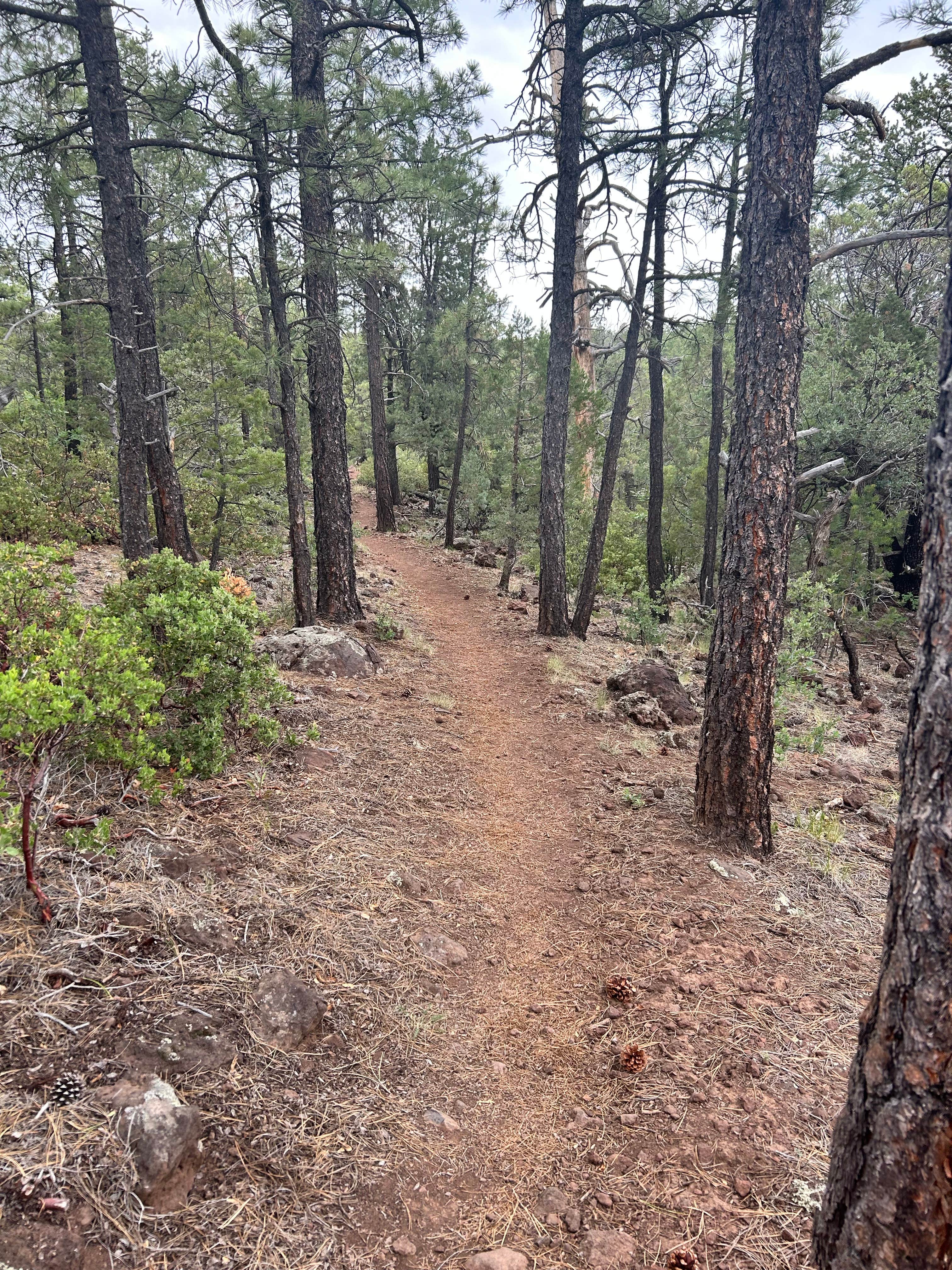 Camper submitted image from Timber Mesa Trailhead - 4