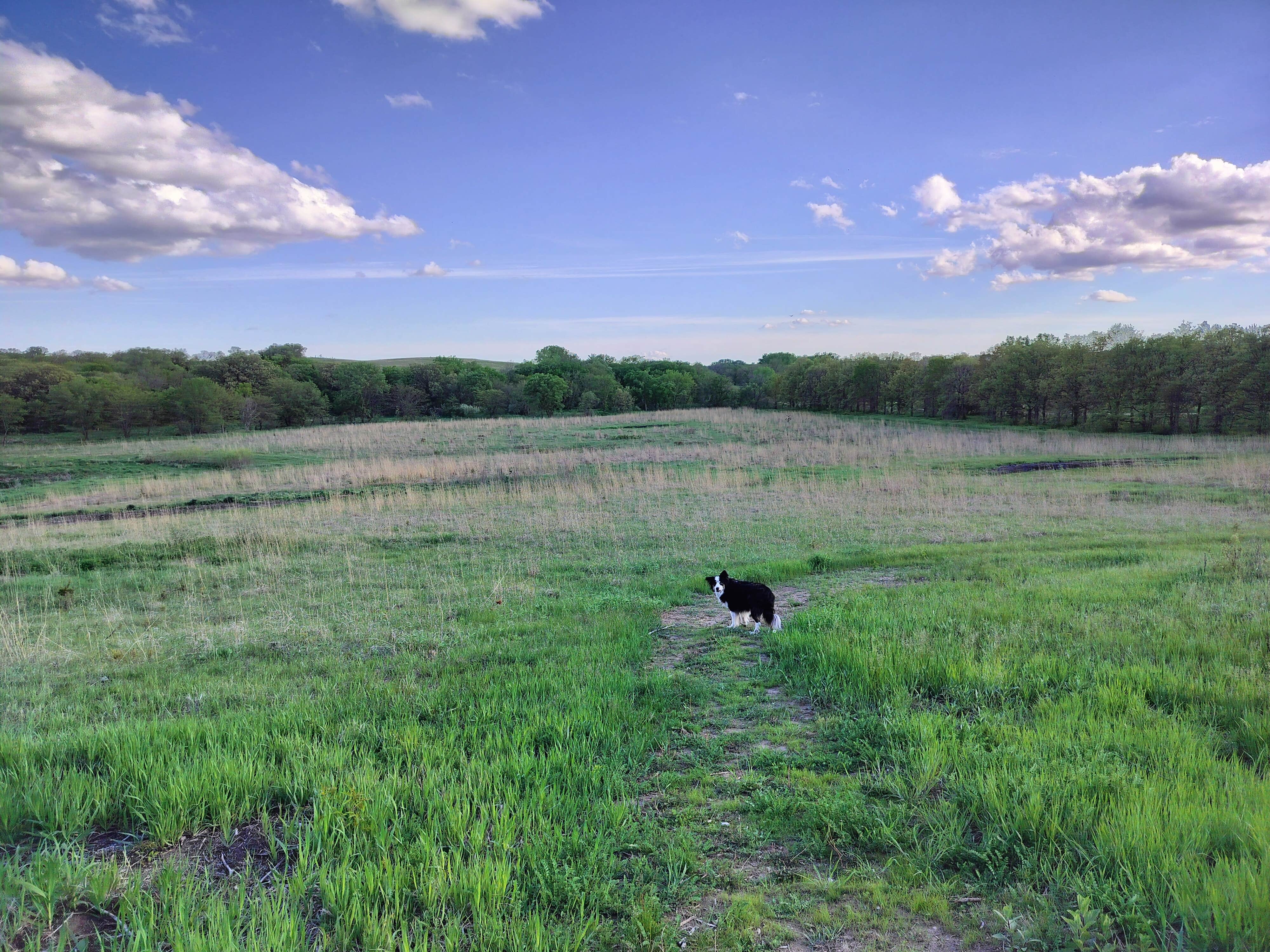 Gabriel H.'s photo of camping with pets at Timber Point Wetland near Lincoln, NE