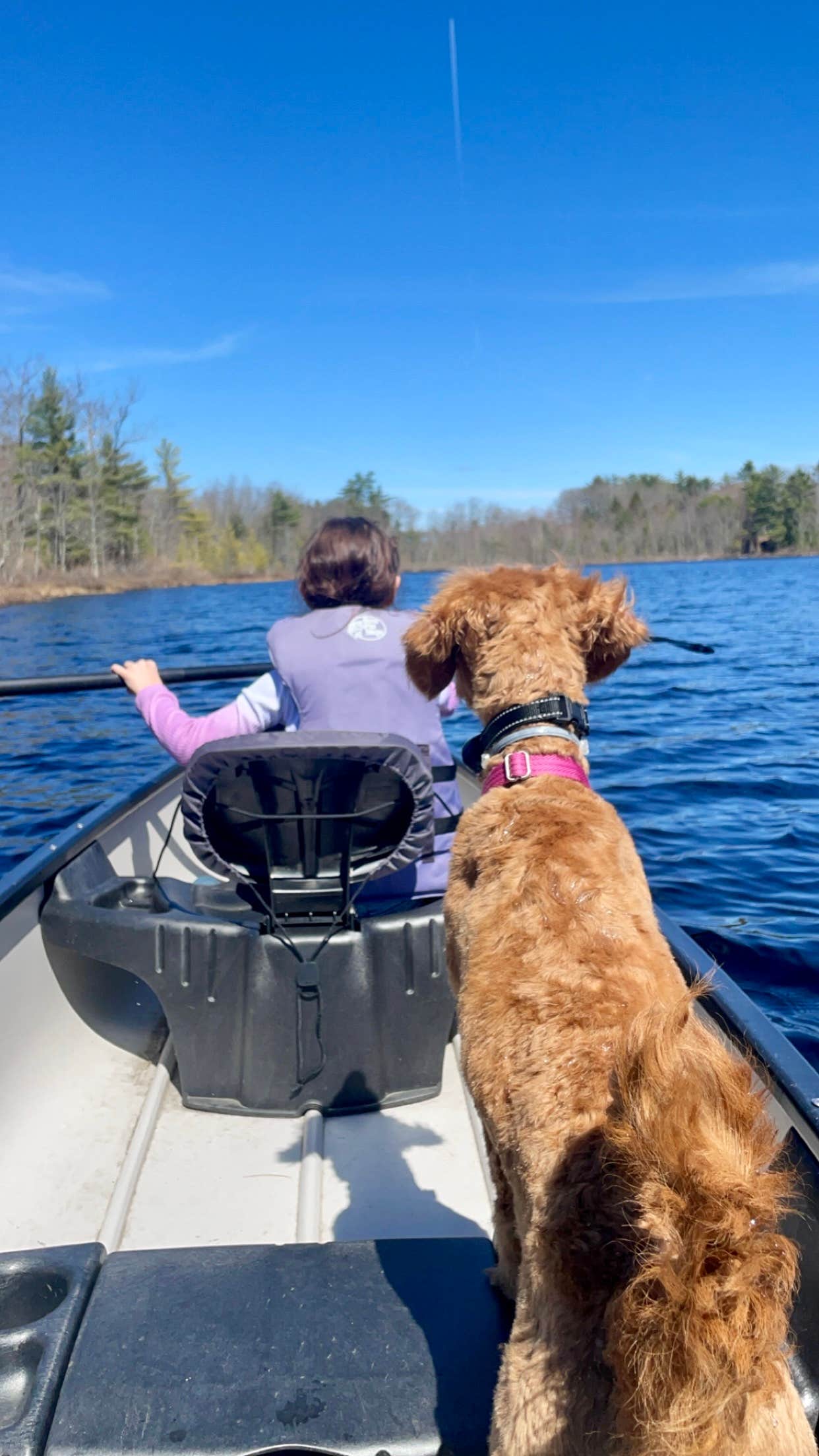 Paige A.'s photo of camping with pets at Tiny Cabins of Maine near Waterville, ME