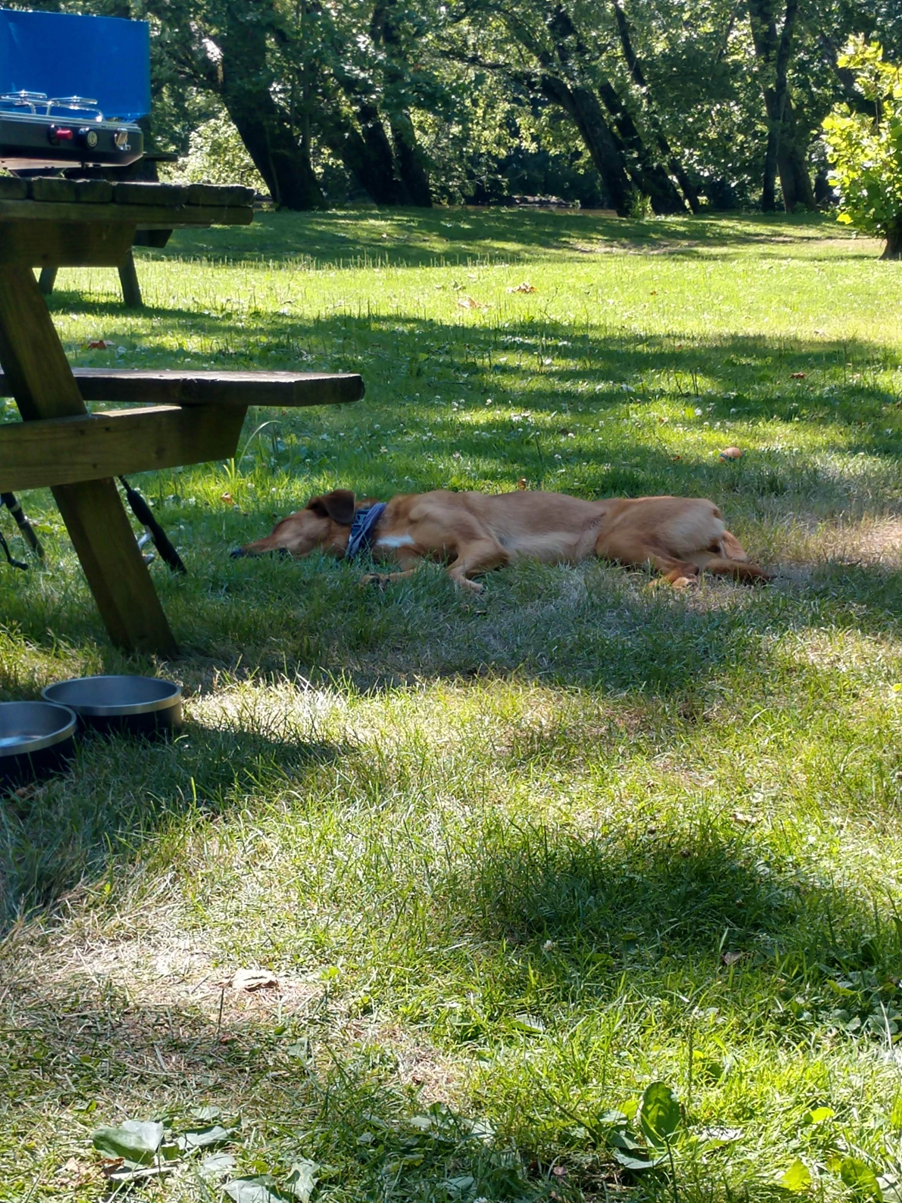 j S.'s photo of camping with pets at Tippecanoe River Run near Monticello, IN