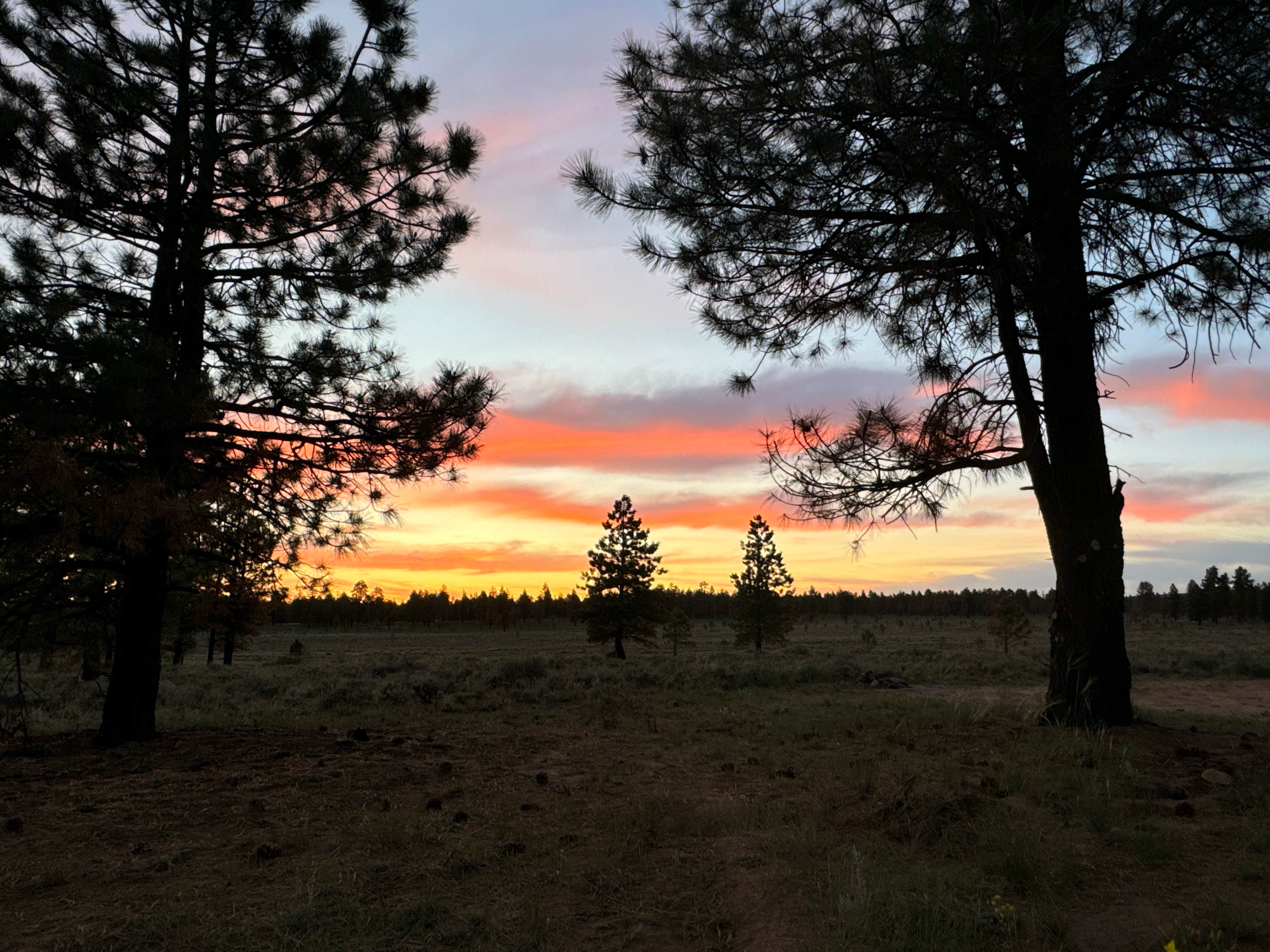 Maya P.'s photo of a dispersed camping area at Tom's Best Spring Road Dixie National Forest near Junction, UT