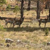 Review photo of Tom's Best Spring Road Dixie National Forest by Leah B., August 2, 2025