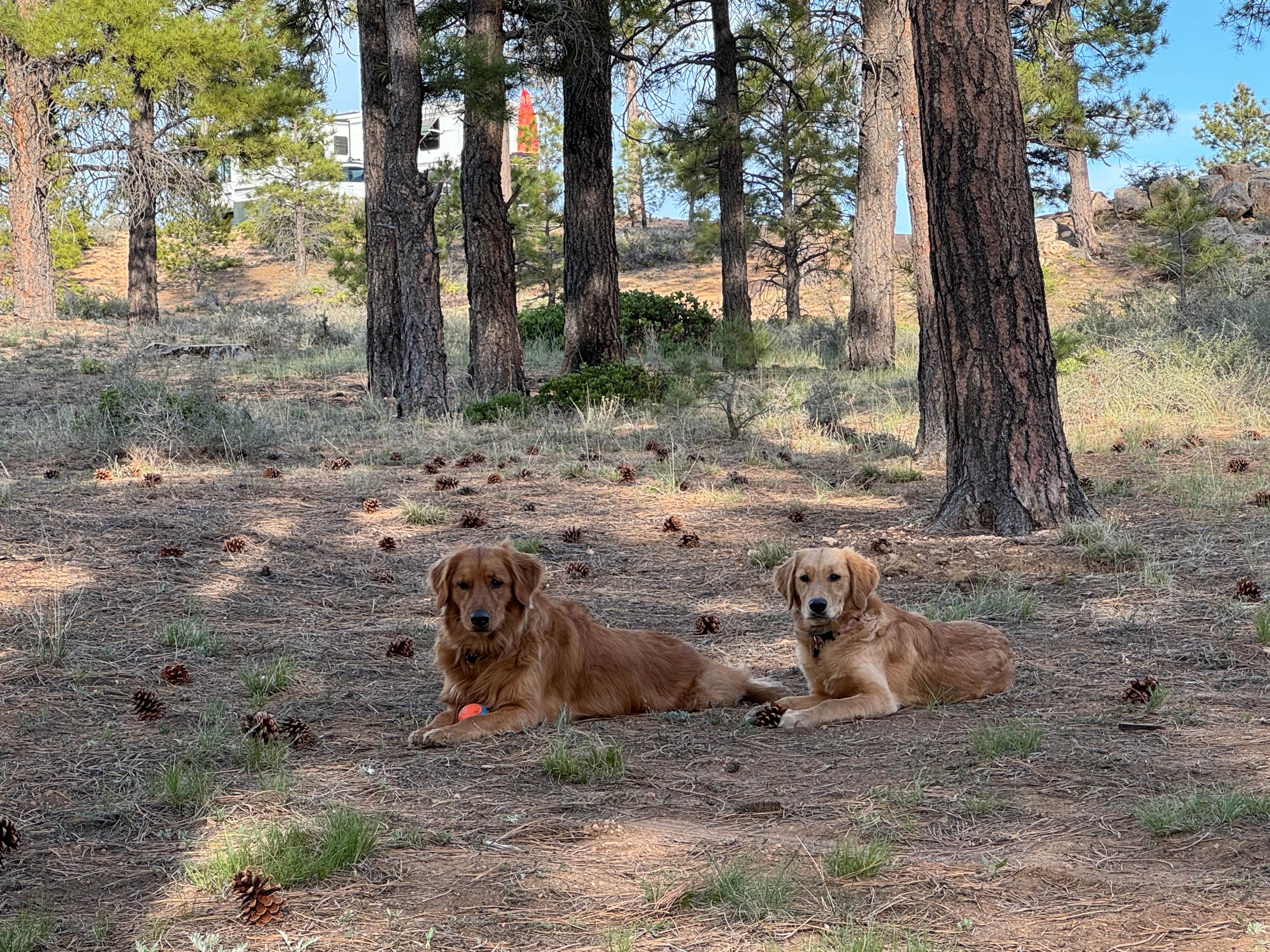 thomas P.'s photo of camping with pets at Tom's Best Spring Road Dixie National Forest near Panguitch, UT