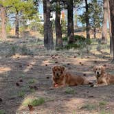 Review photo of Tom's Best Spring Road Dixie National Forest by thomas P., May 19, 2024