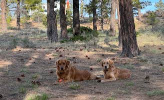 thomas P.'s photo of camping with pets at Tom's Best Spring Road Dixie National Forest near Dixie National Forest