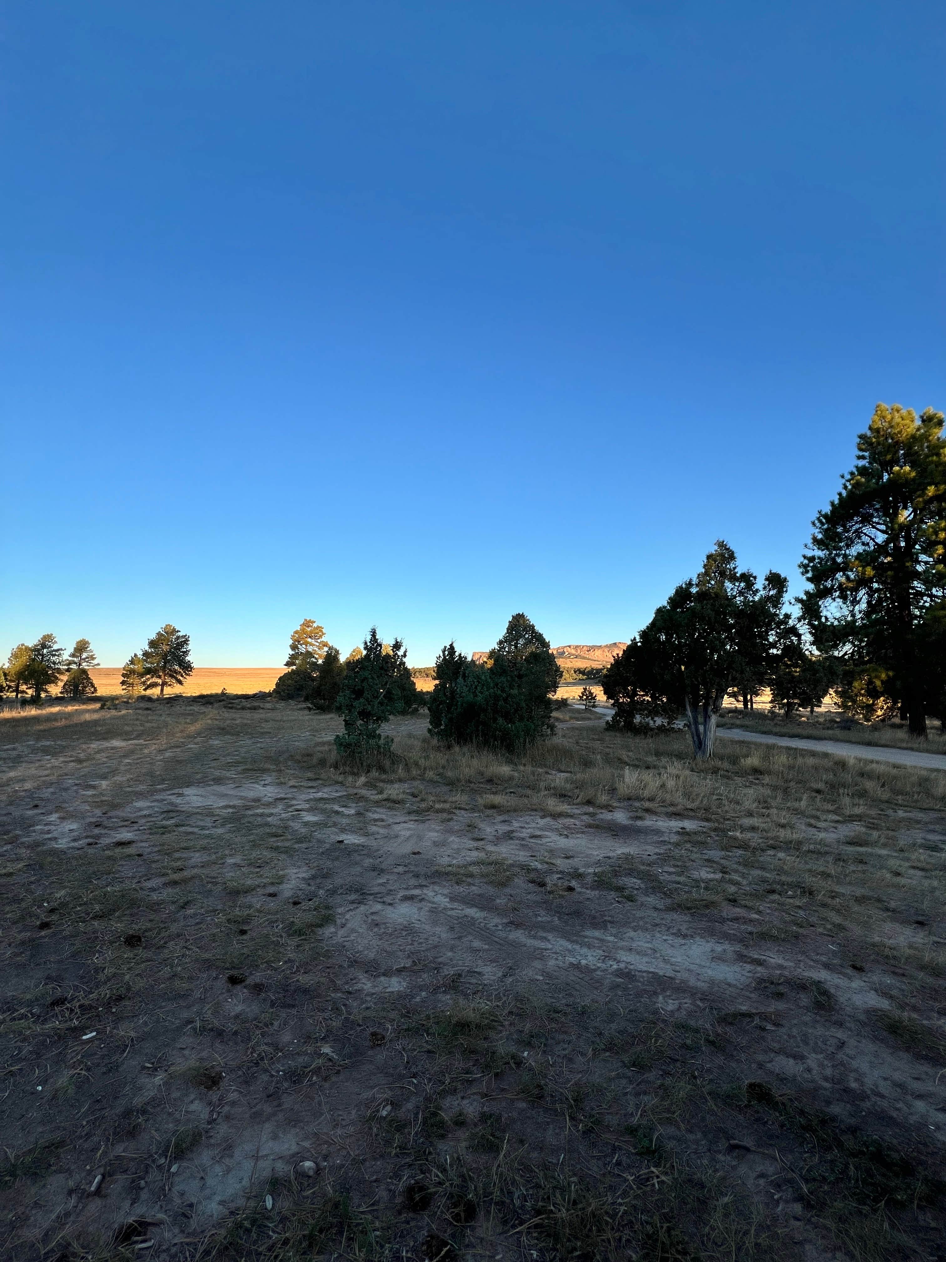 Erin V.'s photo of a dispersed camping area at Tom's Best Spring Road Dixie National Forest near Dixie National Forest