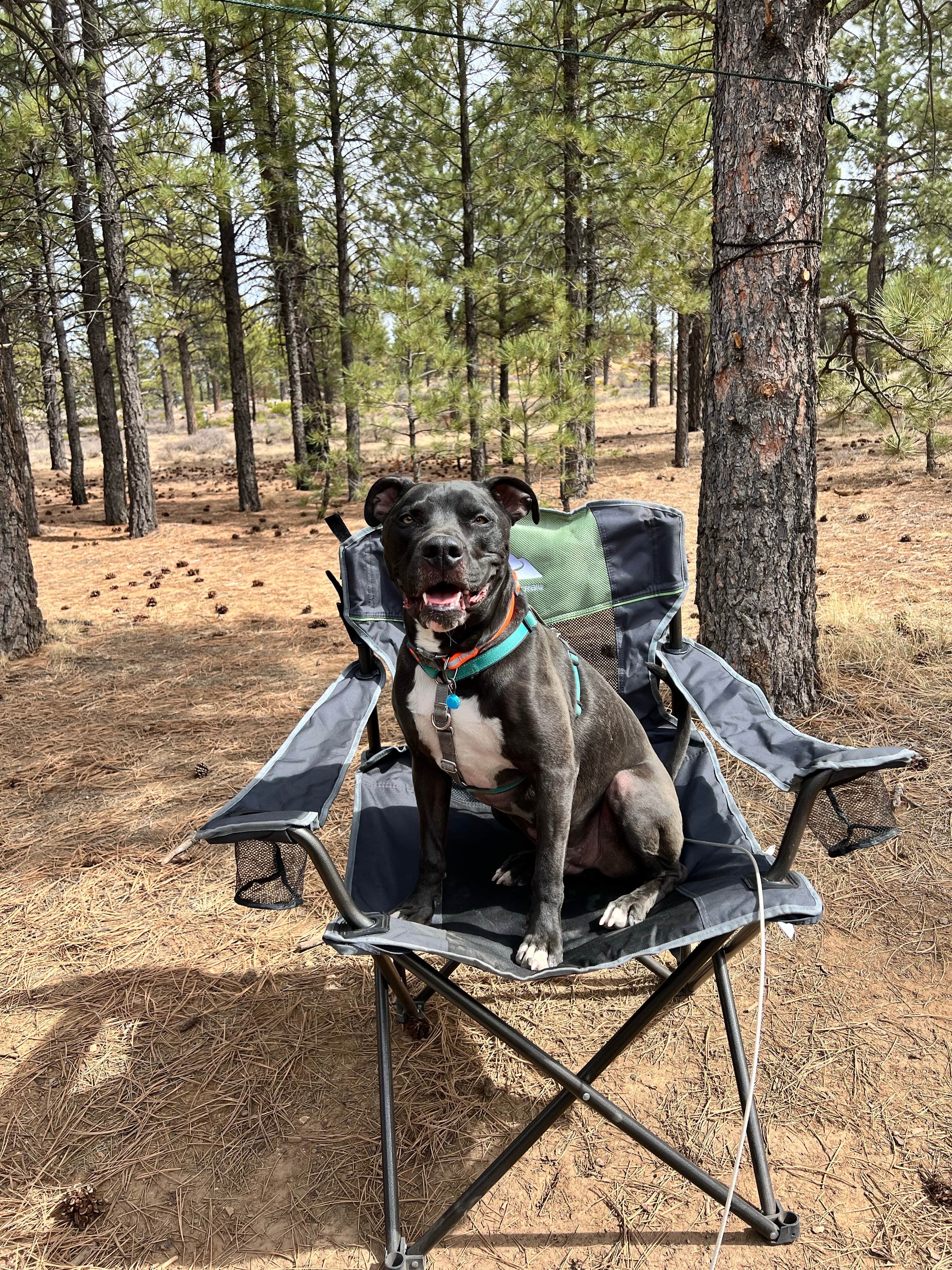 Camper submitted image from Tom's Best Spring Road Dixie National Forest - 3