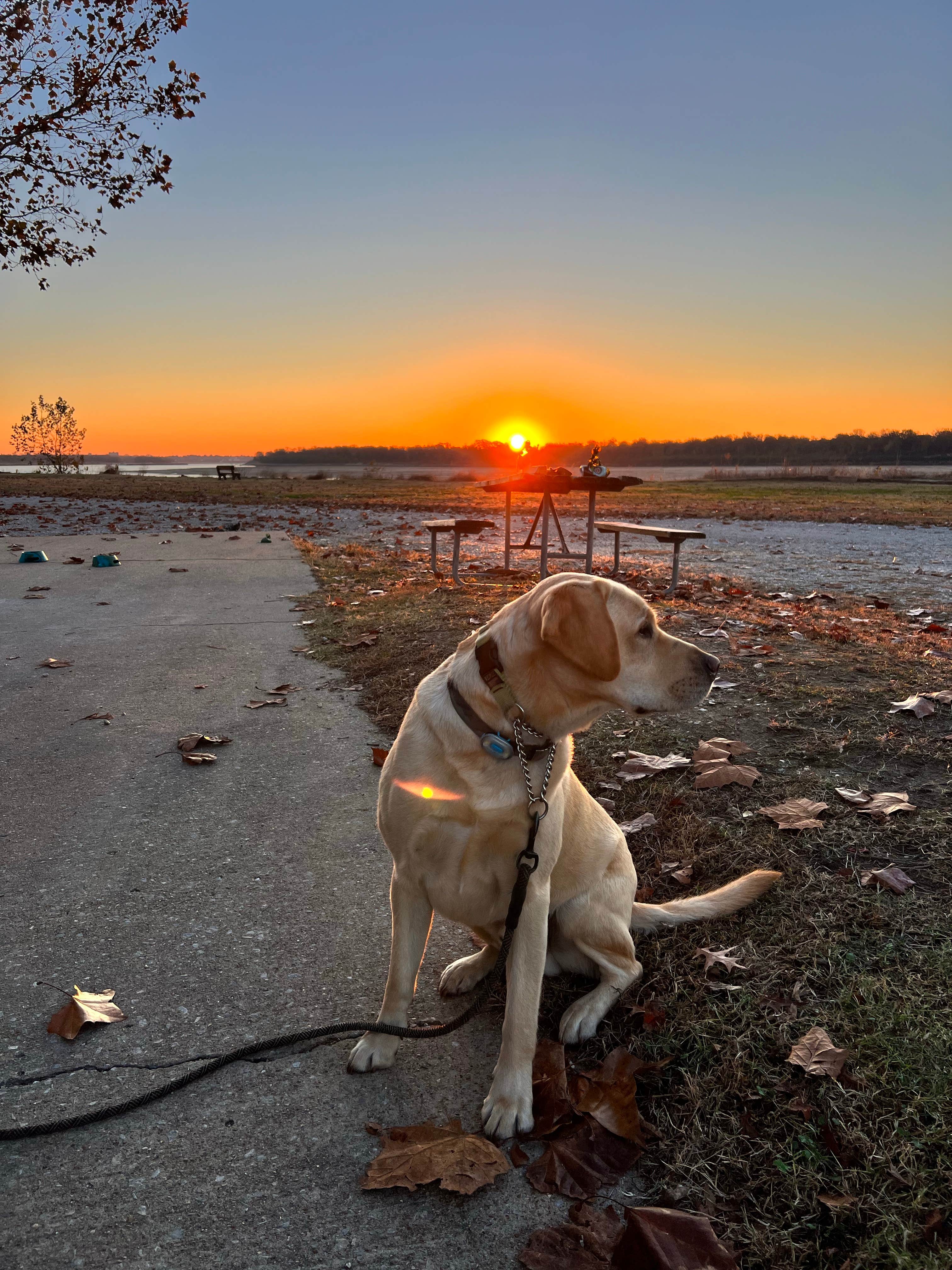 Jennifer N.'s photo of camping with pets at Tom Sawyer's RV Park near Stanton, TN