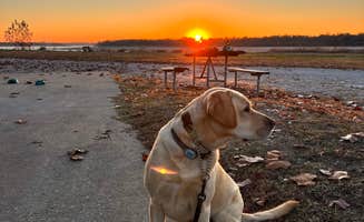 Jennifer N.'s photo of camping with pets at Tom Sawyer's RV Park near Hernando, MS