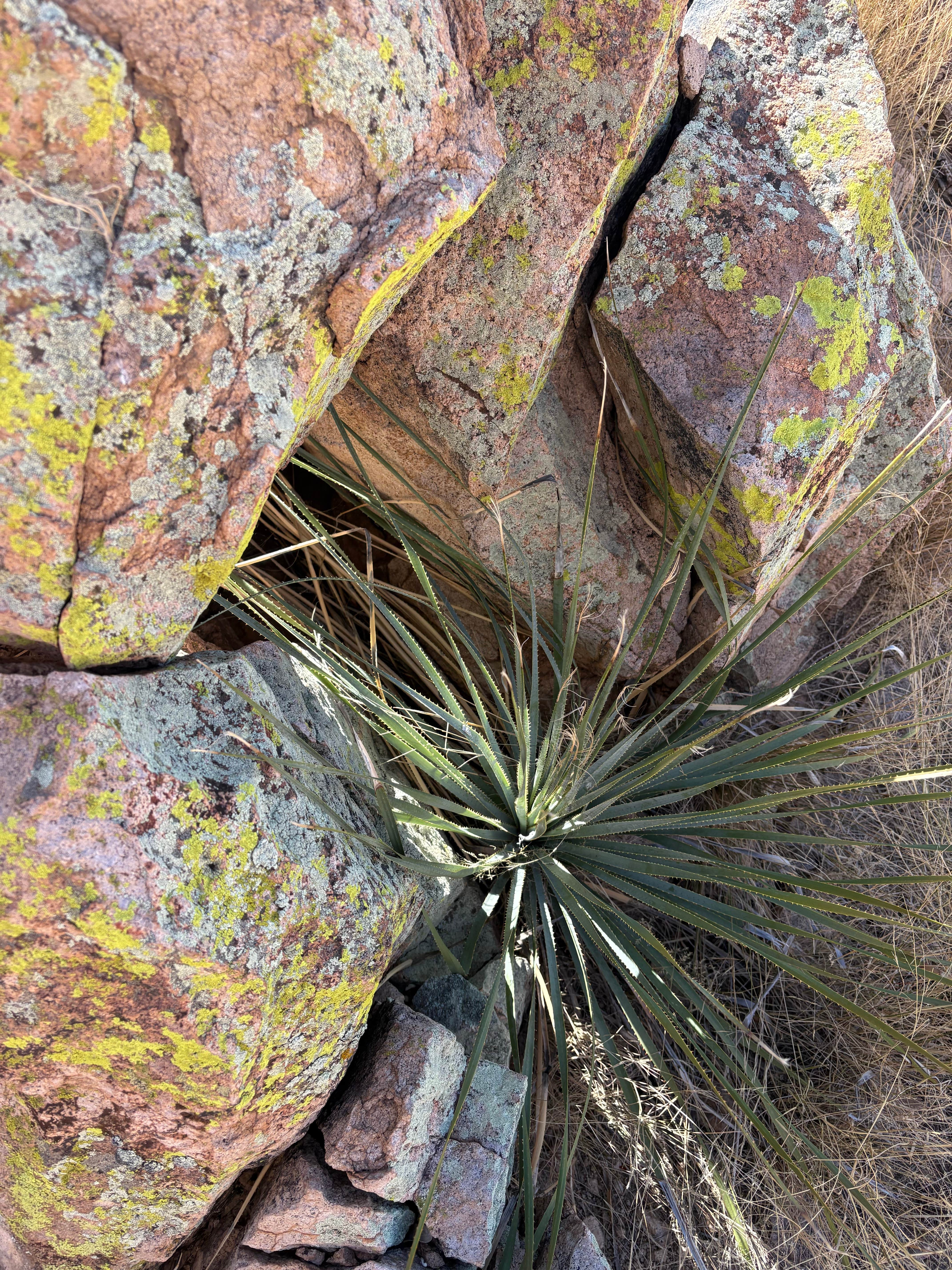 Camper-submitted photo at Tombstone Camp on Forest Road 687 near Tombstone, AZ