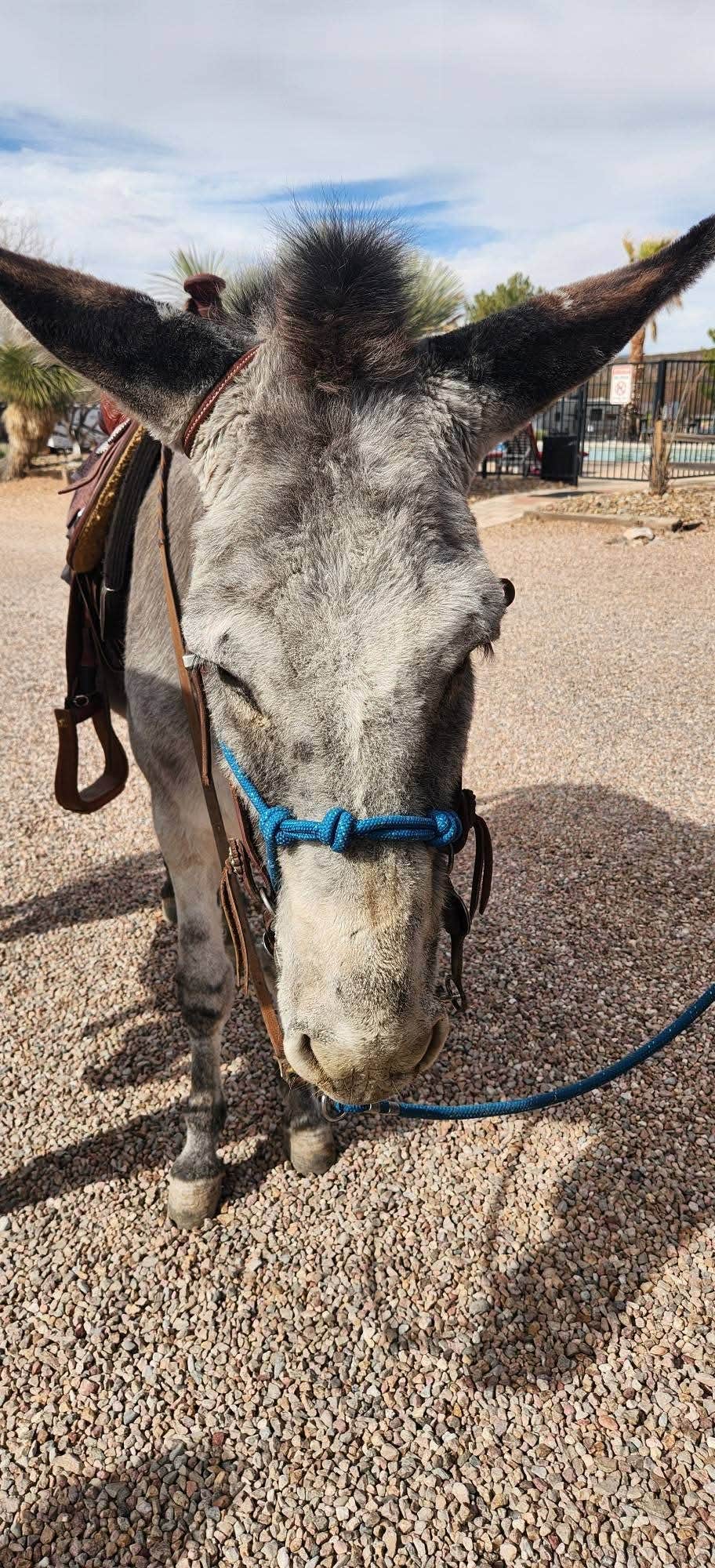 GoldDust D.'s photo of camping with a horse at Tombstone RV & Campground near Elfrida, AZ