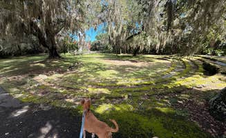 Alex L.'s photo of camping with pets at Tomoka State Park Campground near New Smyrna Beach, FL