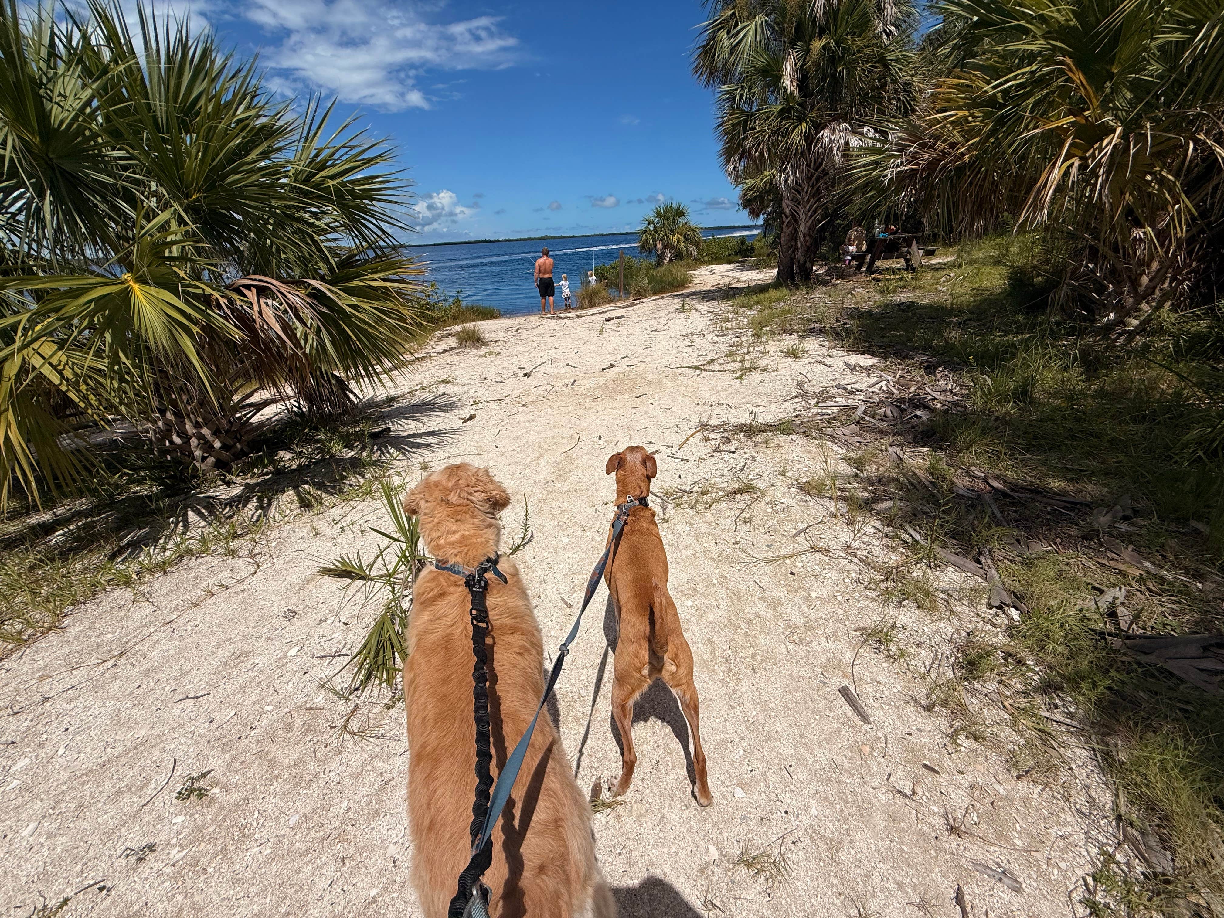 Alex L.'s photo of camping with pets at Tomoka State Park Campground near Oak Hill, FL