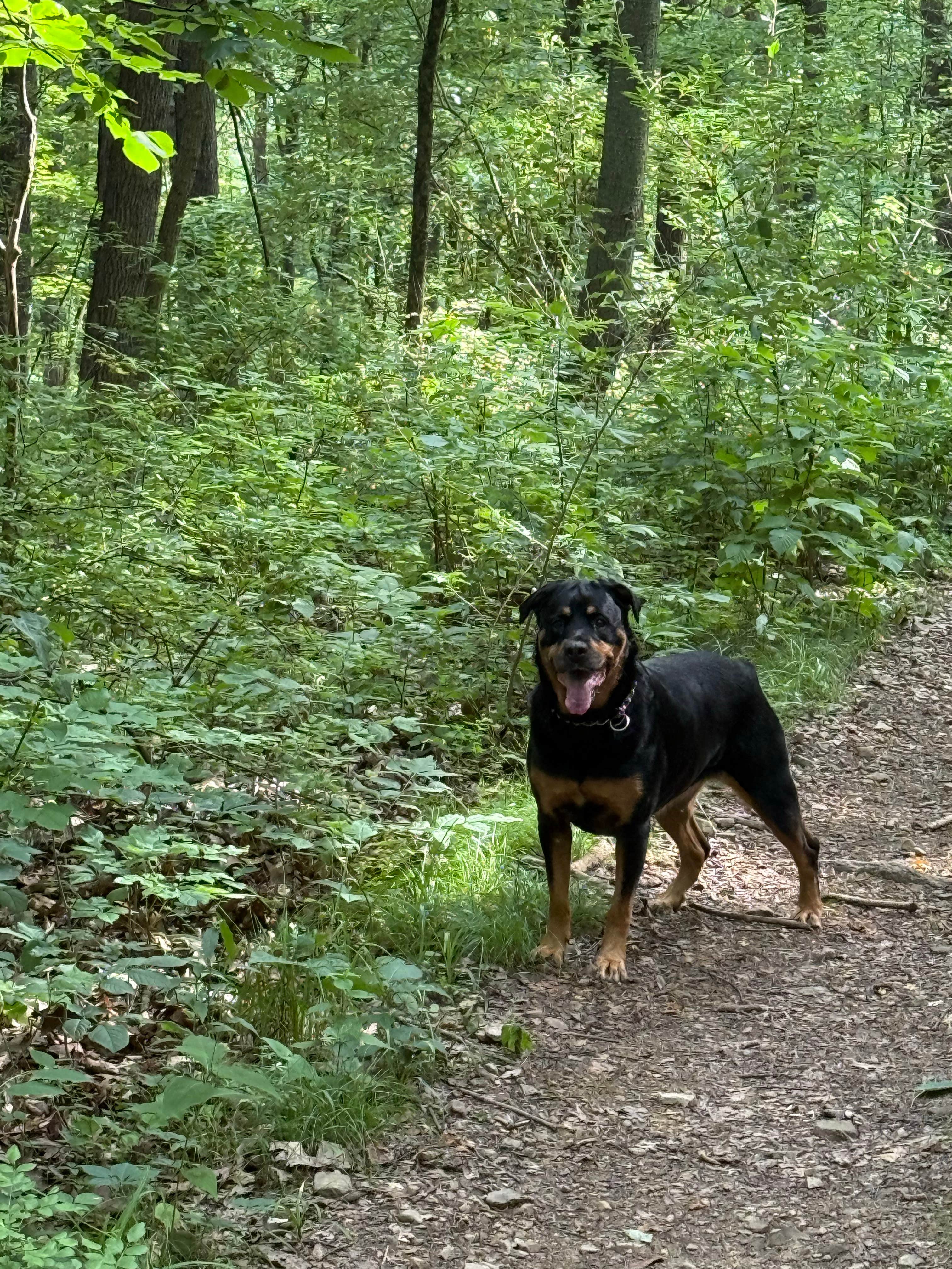 Ryan M.'s photo of camping with pets at Toodik Family Campground Cabin & Canoeing near Coshocton, OH