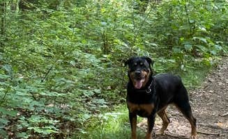 Ryan M.'s photo of camping with pets at Toodik Family Campground Cabin & Canoeing near Millersburg, OH