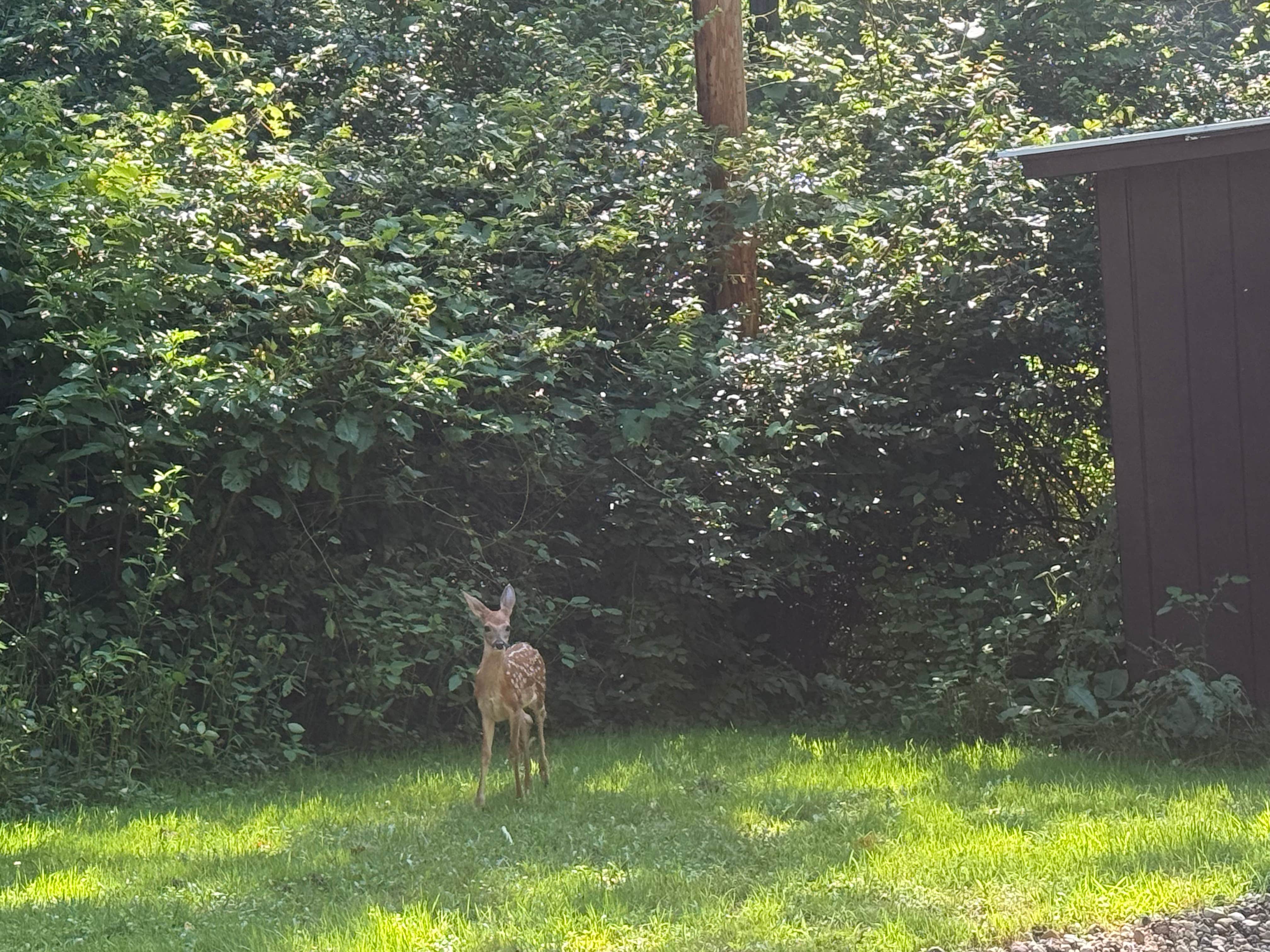 Camper-submitted photo at Toodik Family Campground Cabin & Canoeing near Danville, OH