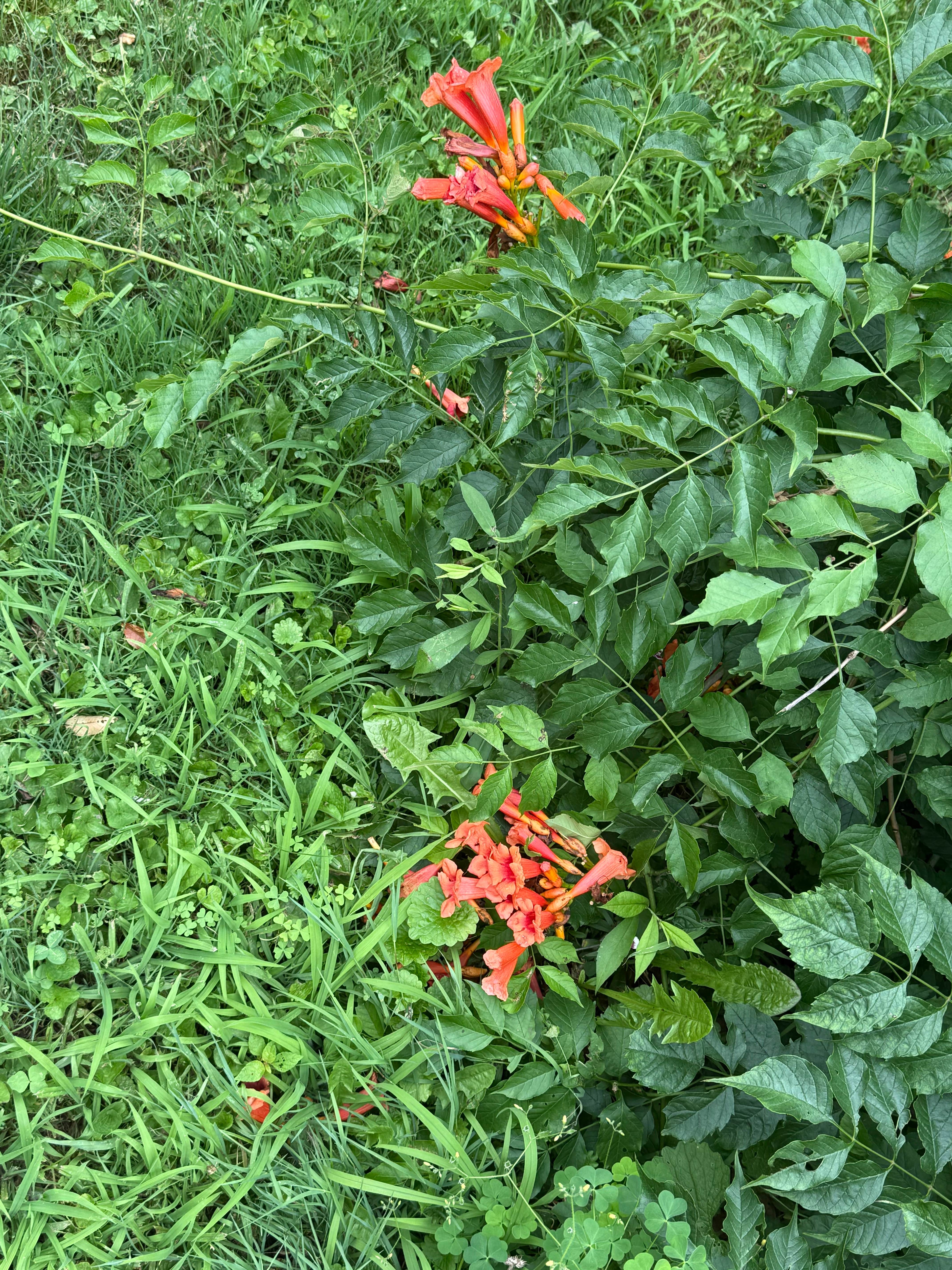 Camper-submitted photo at Toodik Family Campground Cabin & Canoeing near Danville, OH