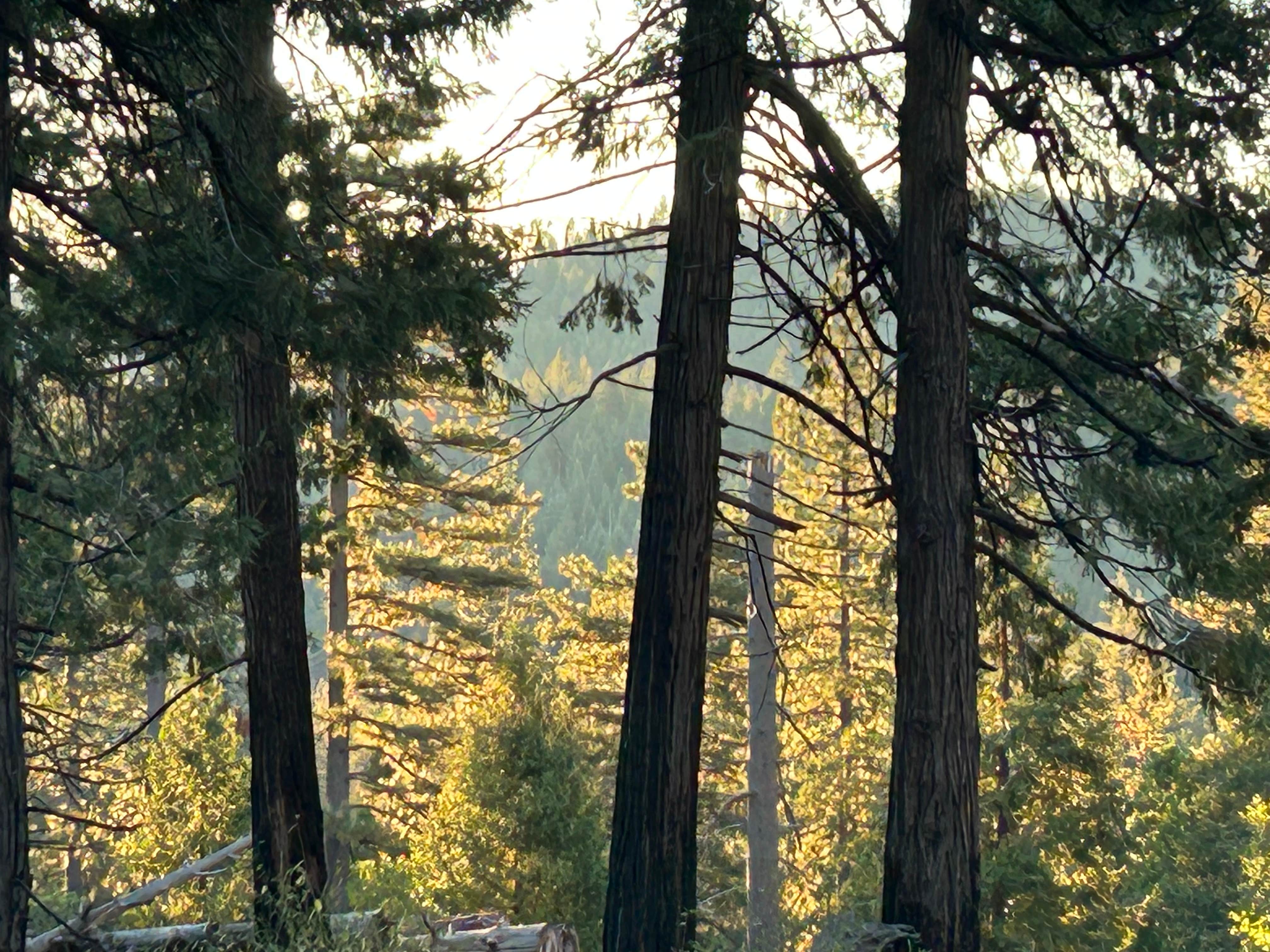 Camper-submitted photo at Top of Arnold - FR 5N56 Dispersed near Angels, CA