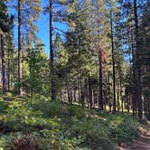Review photo of Top of Arnold - FR 5N56 Dispersed by Raymond M., October 5, 2025