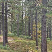 Review photo of Top of Arnold - FR 5N56 Dispersed by Kevin C., November 11, 2025