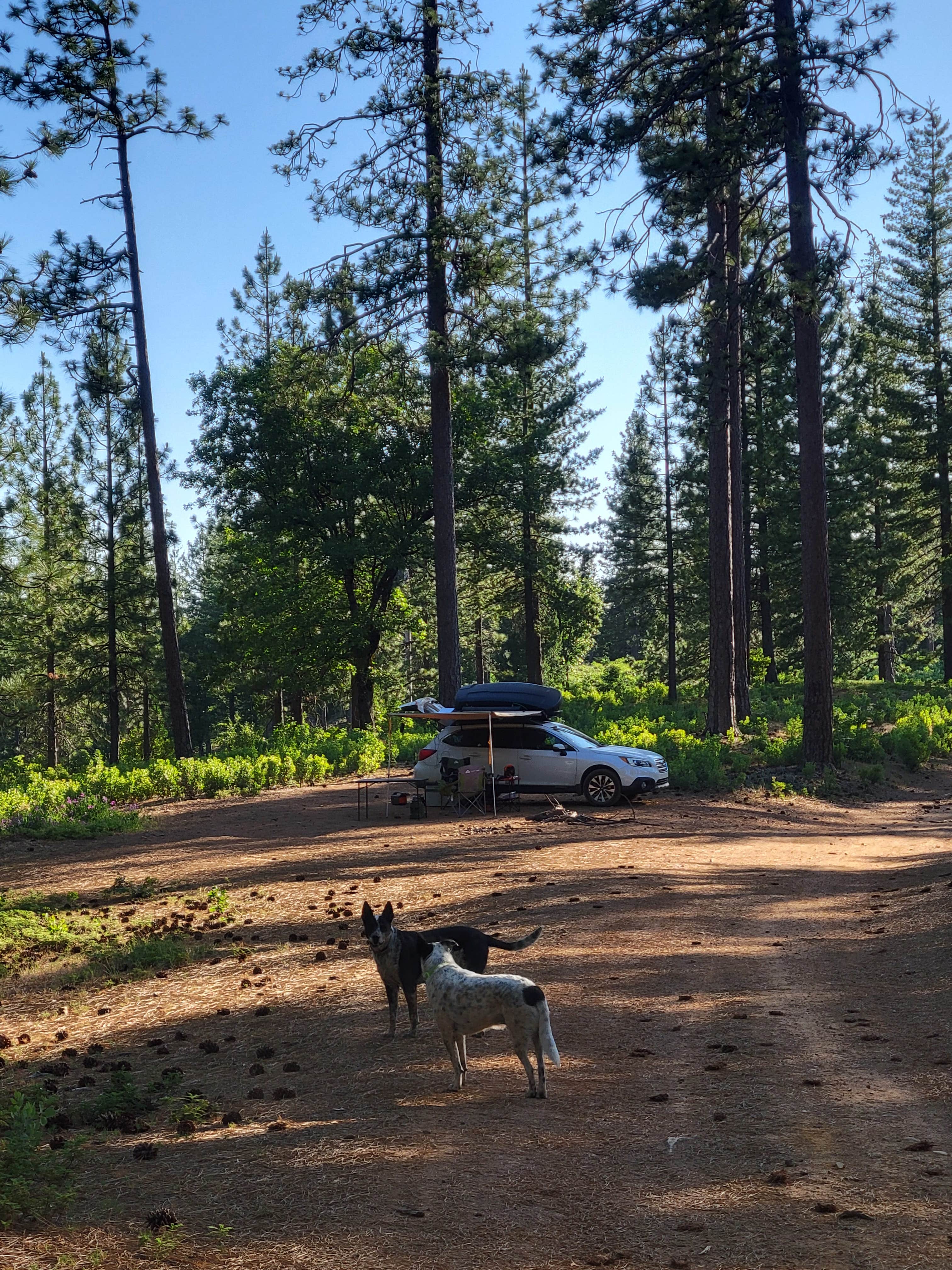 goose10091203's photo of camping with pets at Top of Arnold - FR 5N56 Dispersed near New Hogan Lake