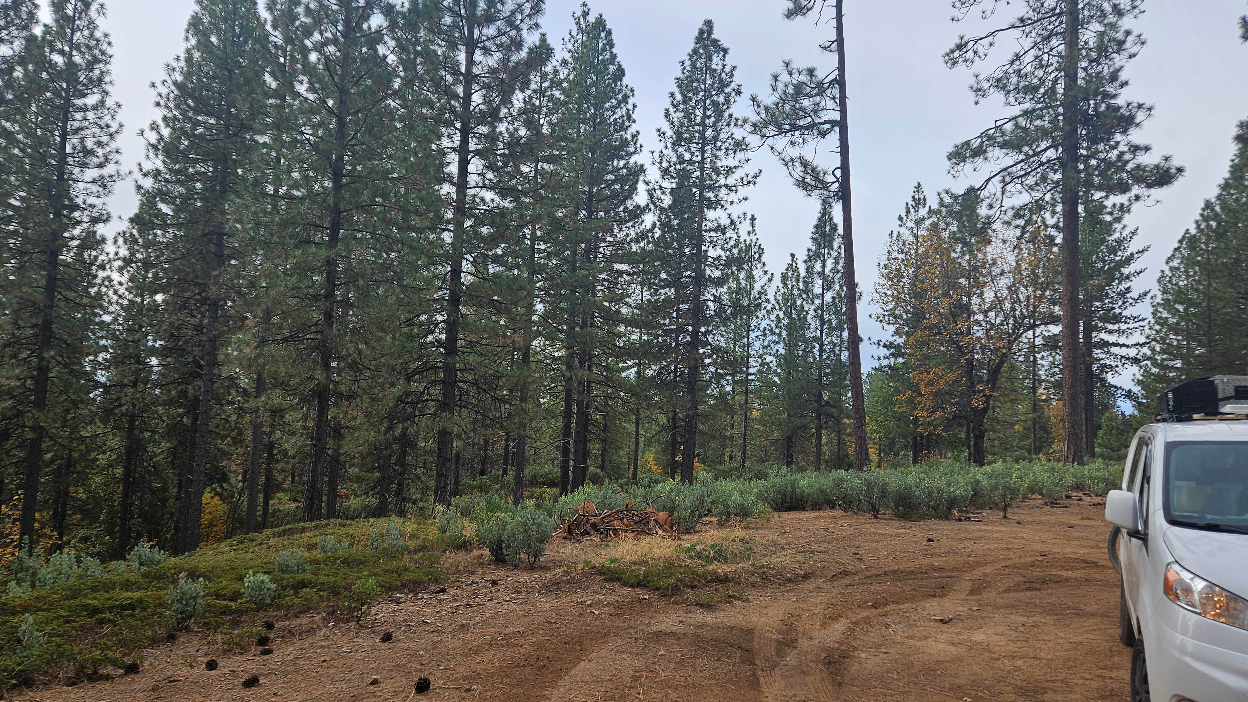 Camper-submitted photo at Top of Arnold - FR 5N56 Dispersed near Angels, CA