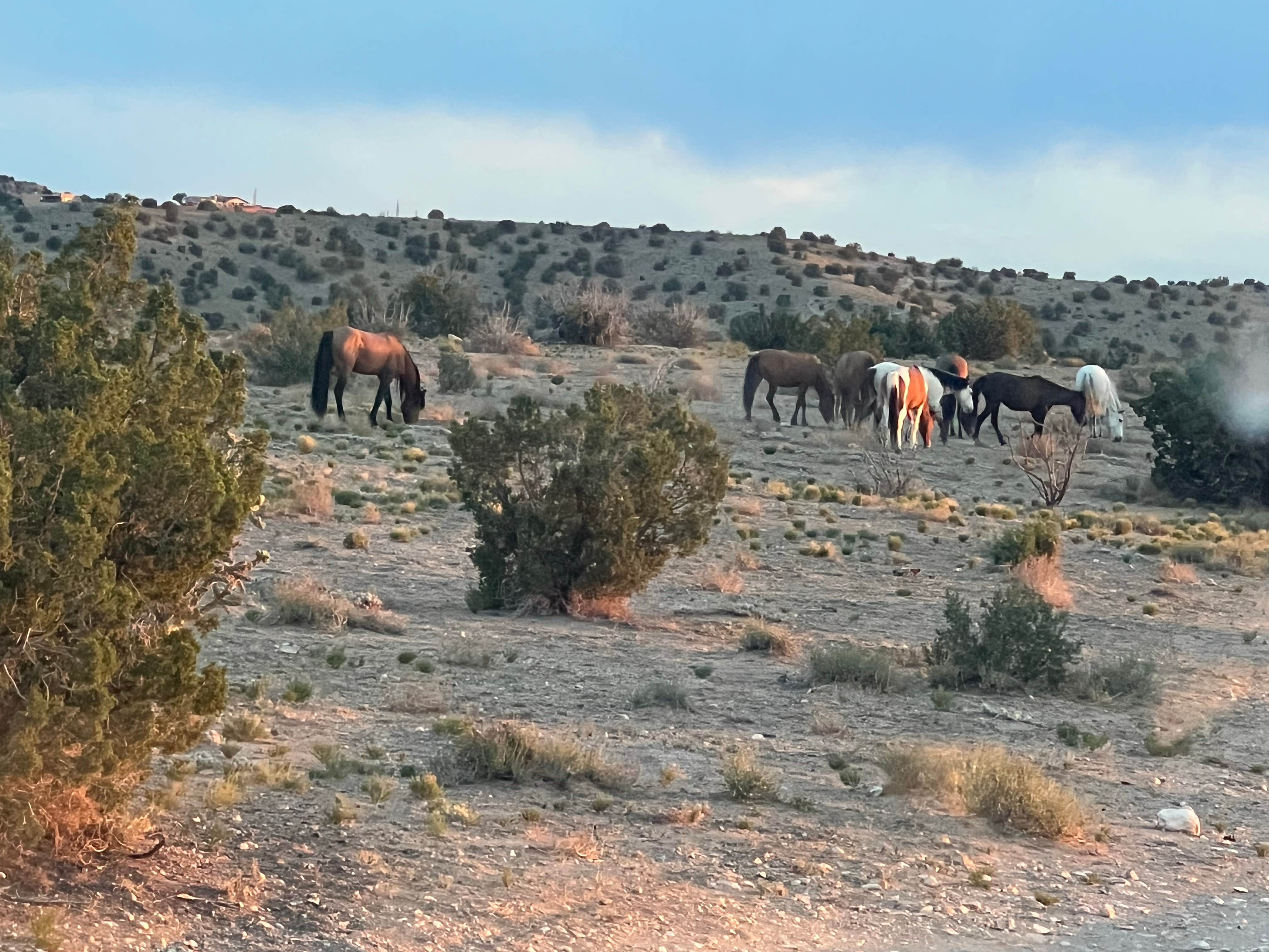 Cher & Walter P.'s photo of camping with a horse at Top of New Mexico - Dispersed Site near Tesuque, NM