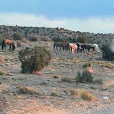 Review photo of Top of New Mexico - Dispersed Site by Cher C., May 3, 2025