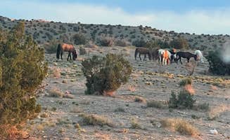Cher & Walter P.'s photo of camping with a horse at Top of New Mexico - Dispersed Site in New Mexico